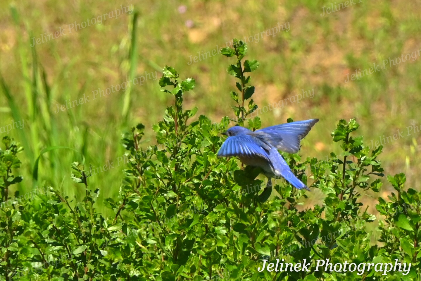 Western Bluebird #7
