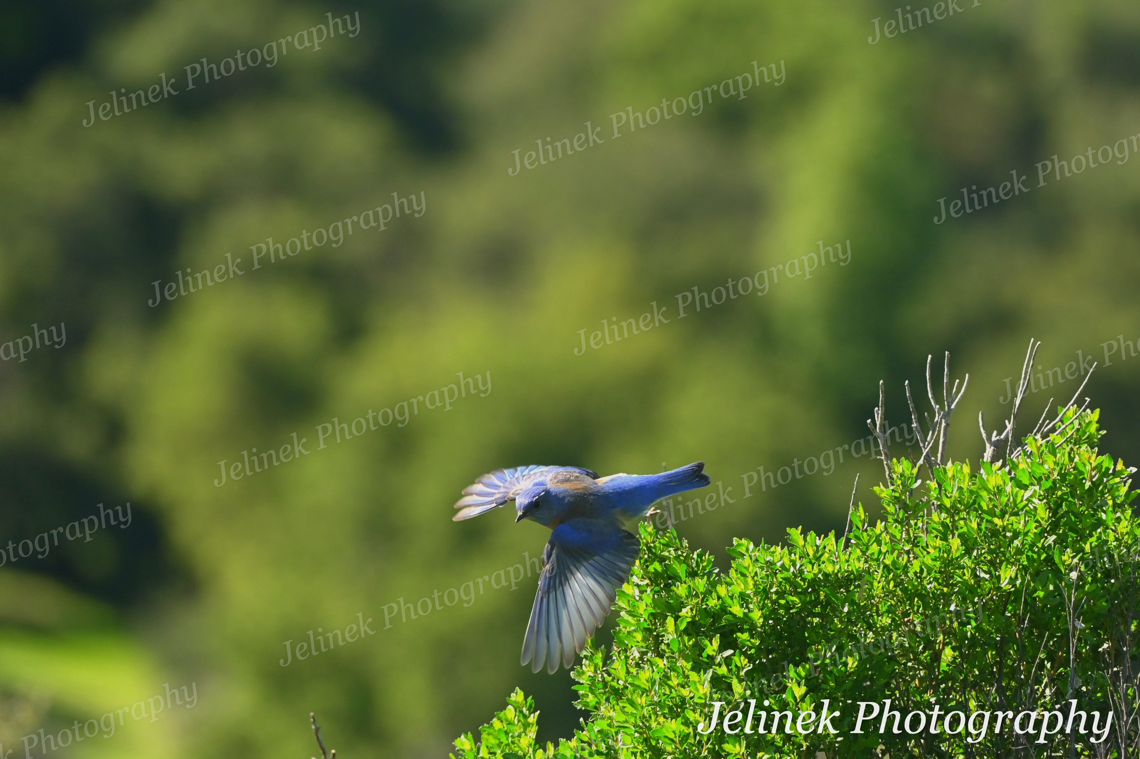 Western Bluebird #2