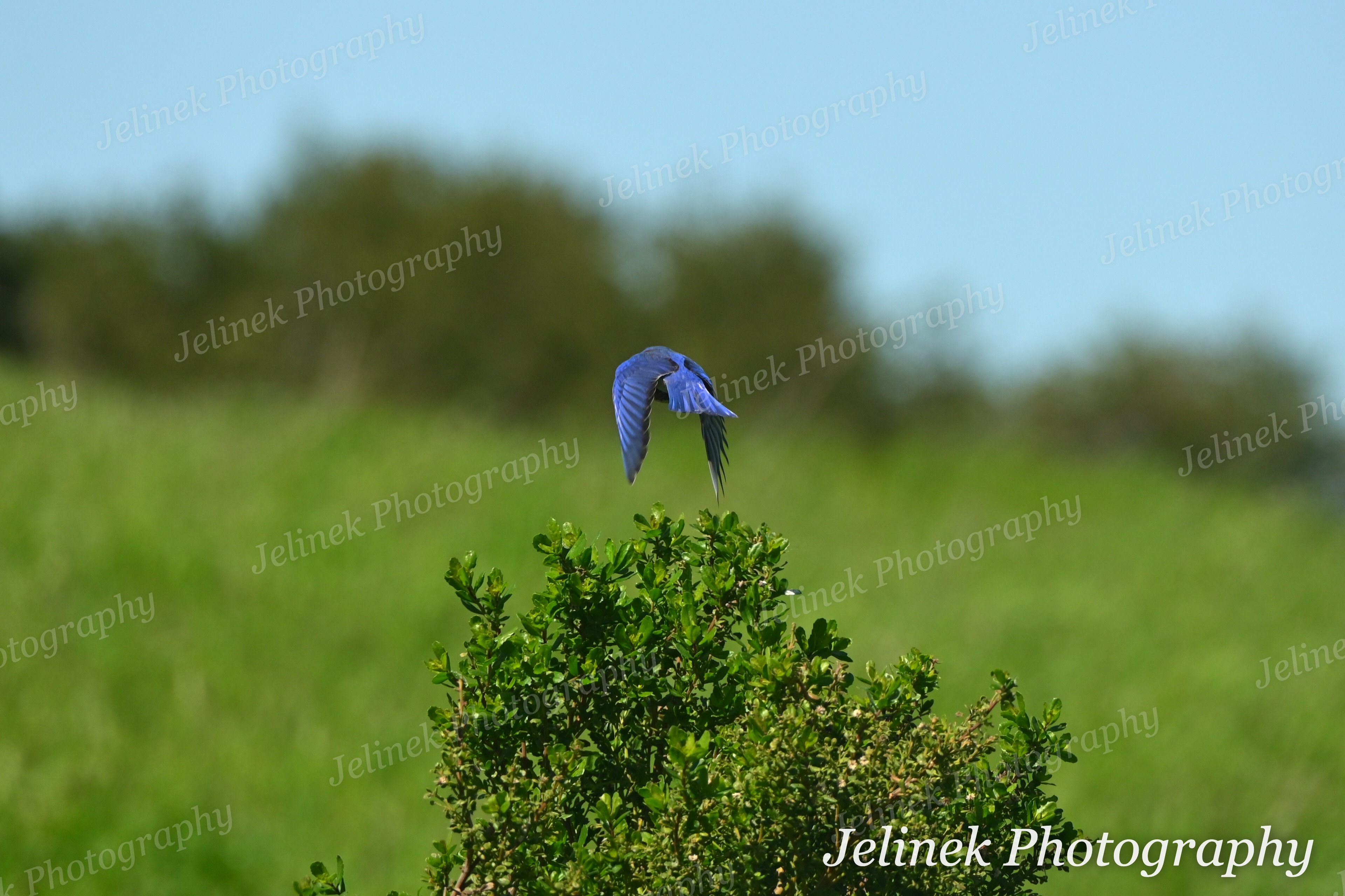 Western Bluebird #4