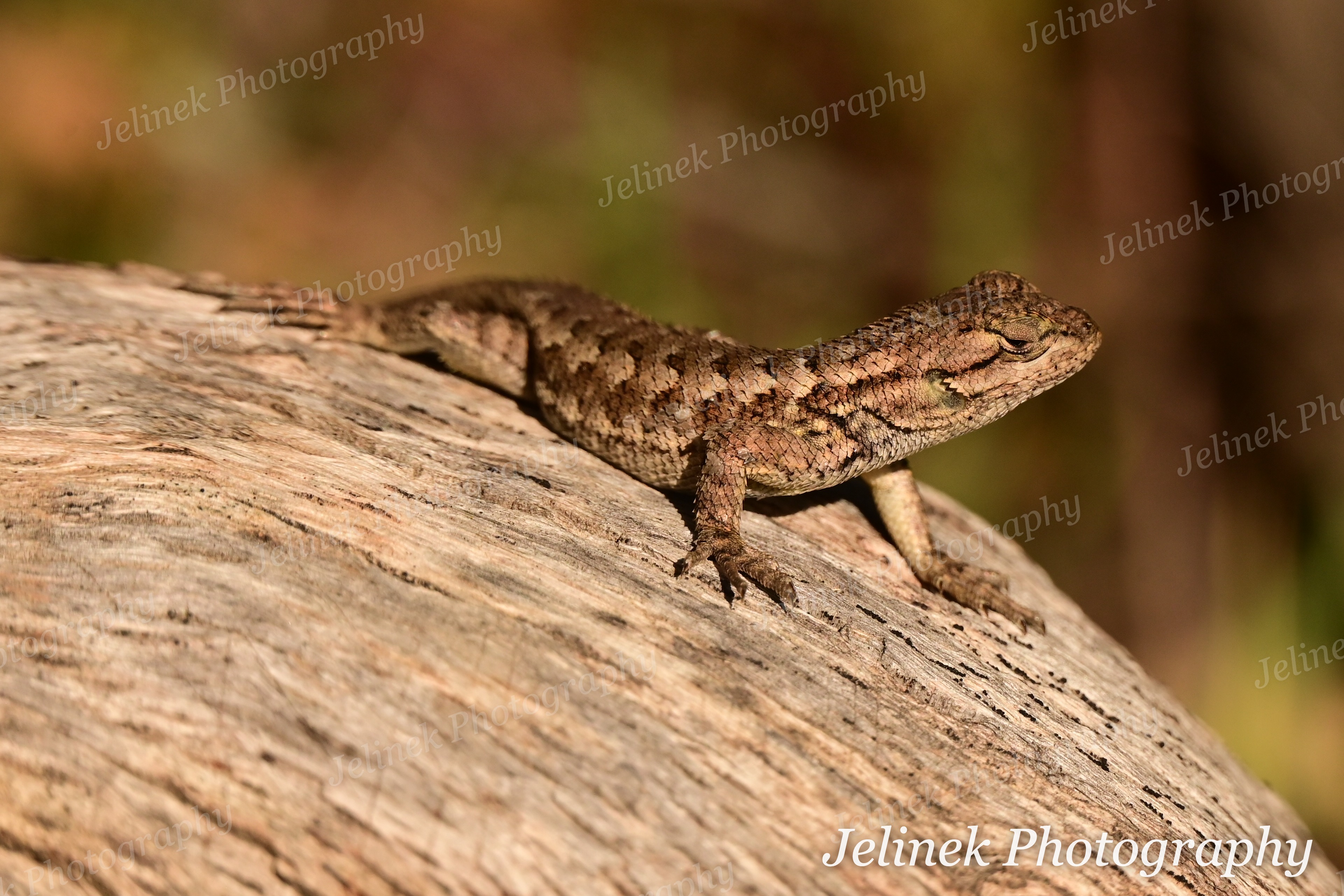 Western Fence Lizard #4