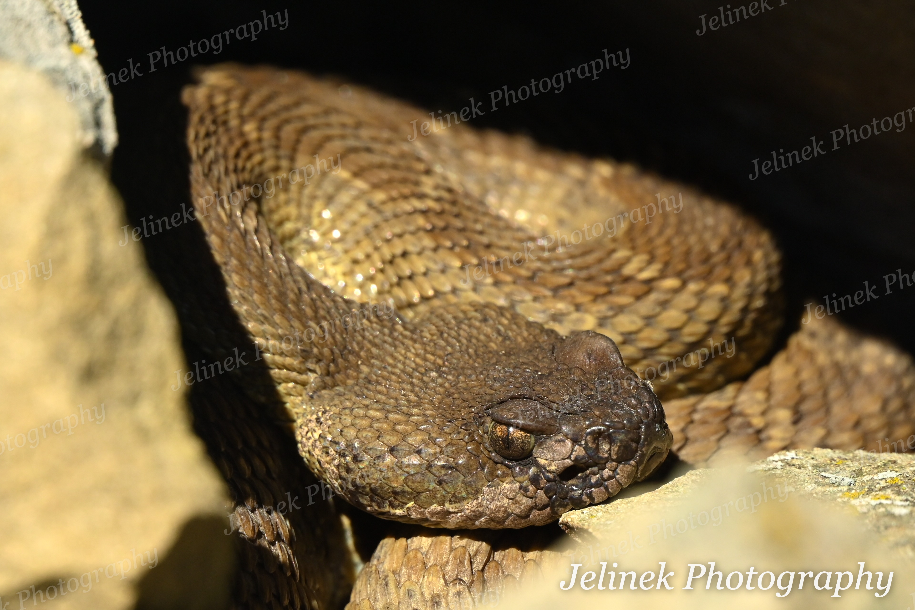 Northern Pacific Rattlesnake