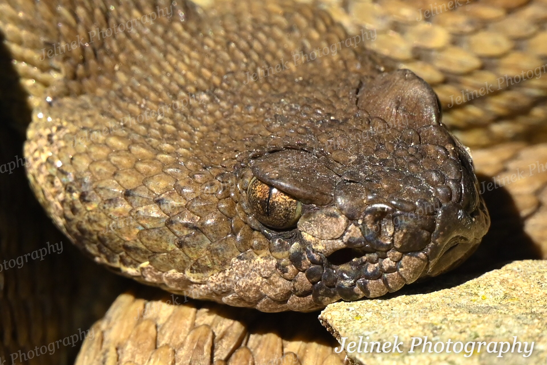 Northern Pacific Rattlesnake #1