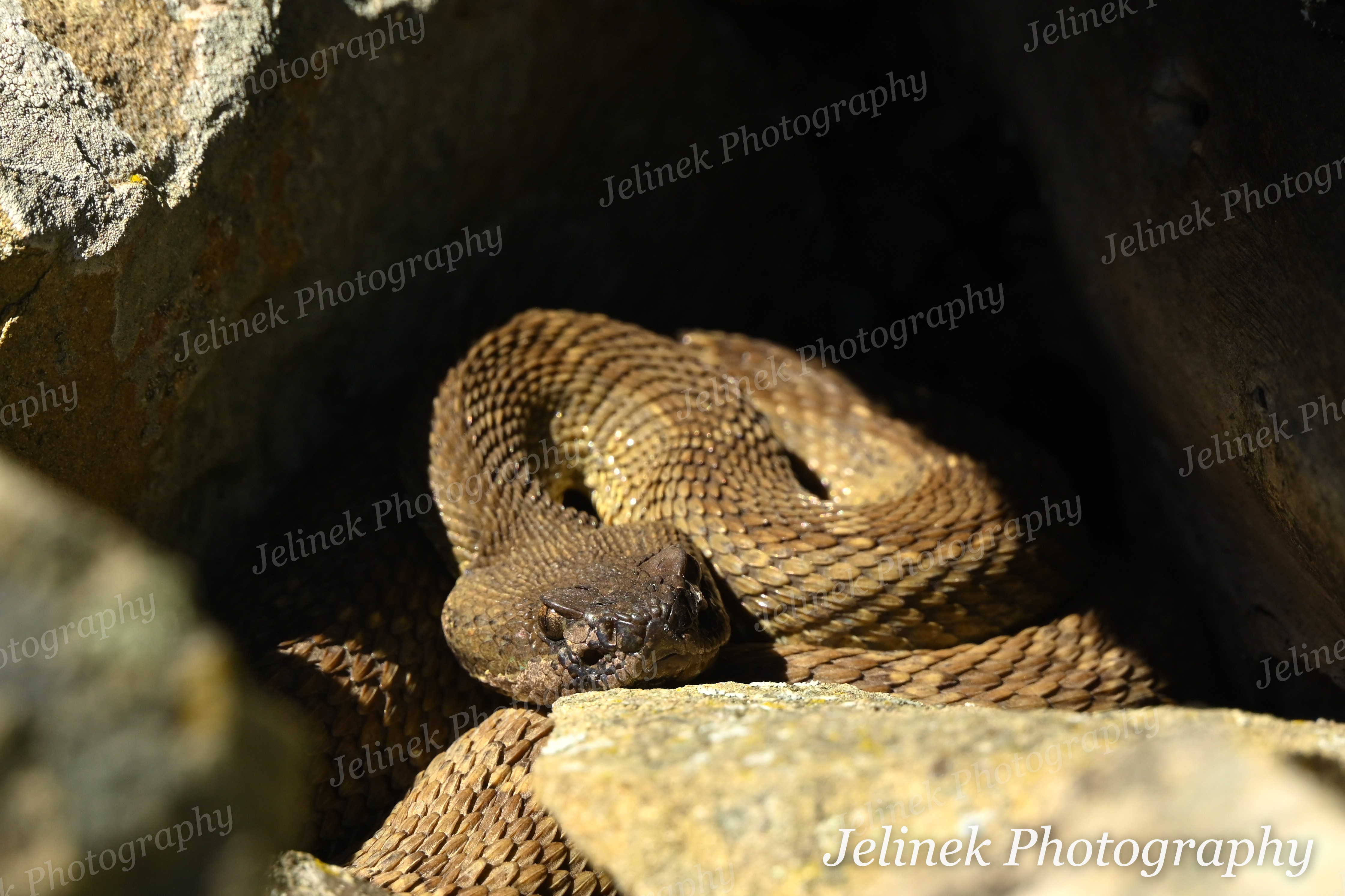 Northern Pacific Rattlesnake #2