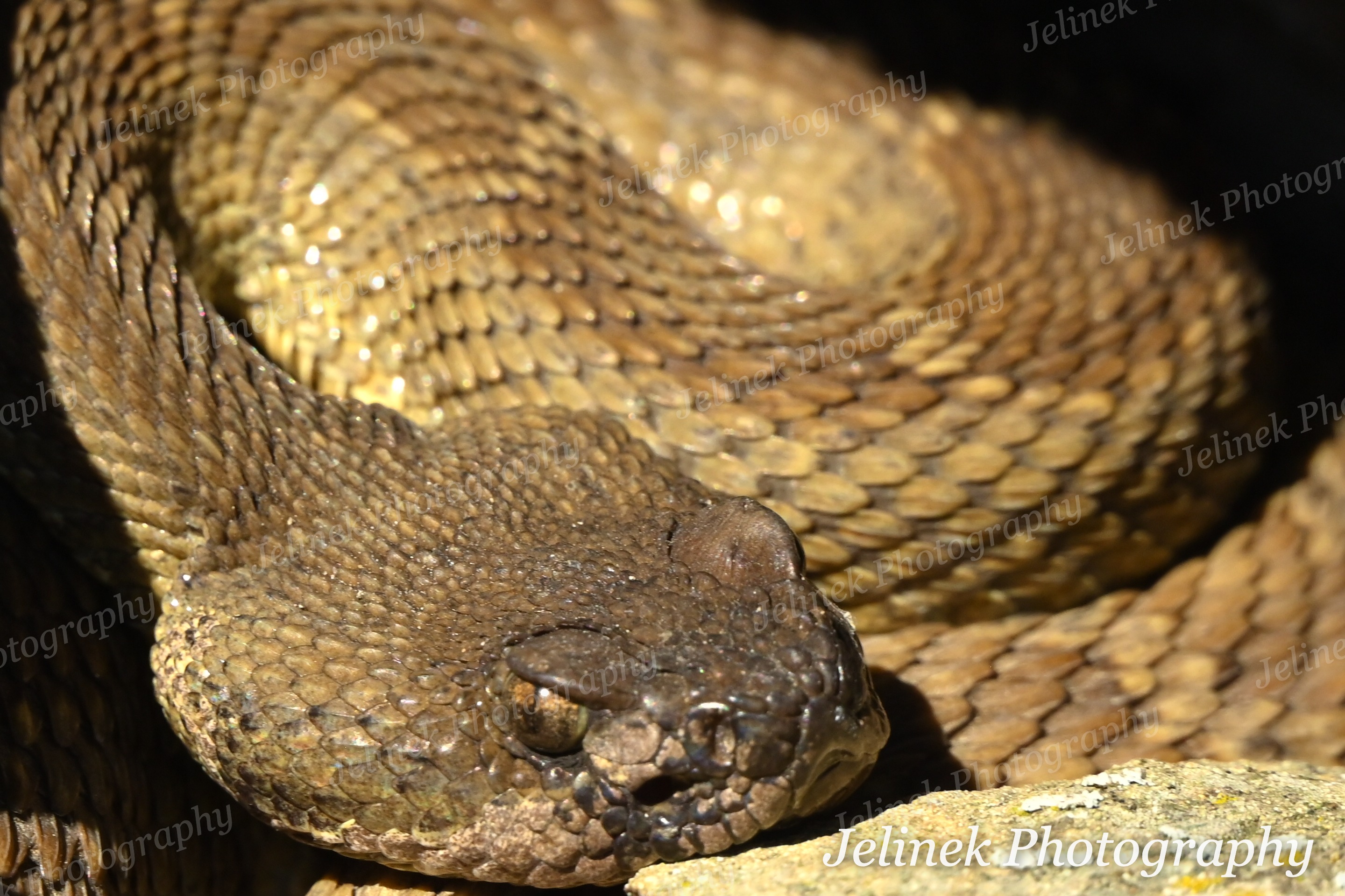 Northern Pacific Rattlesnake #4