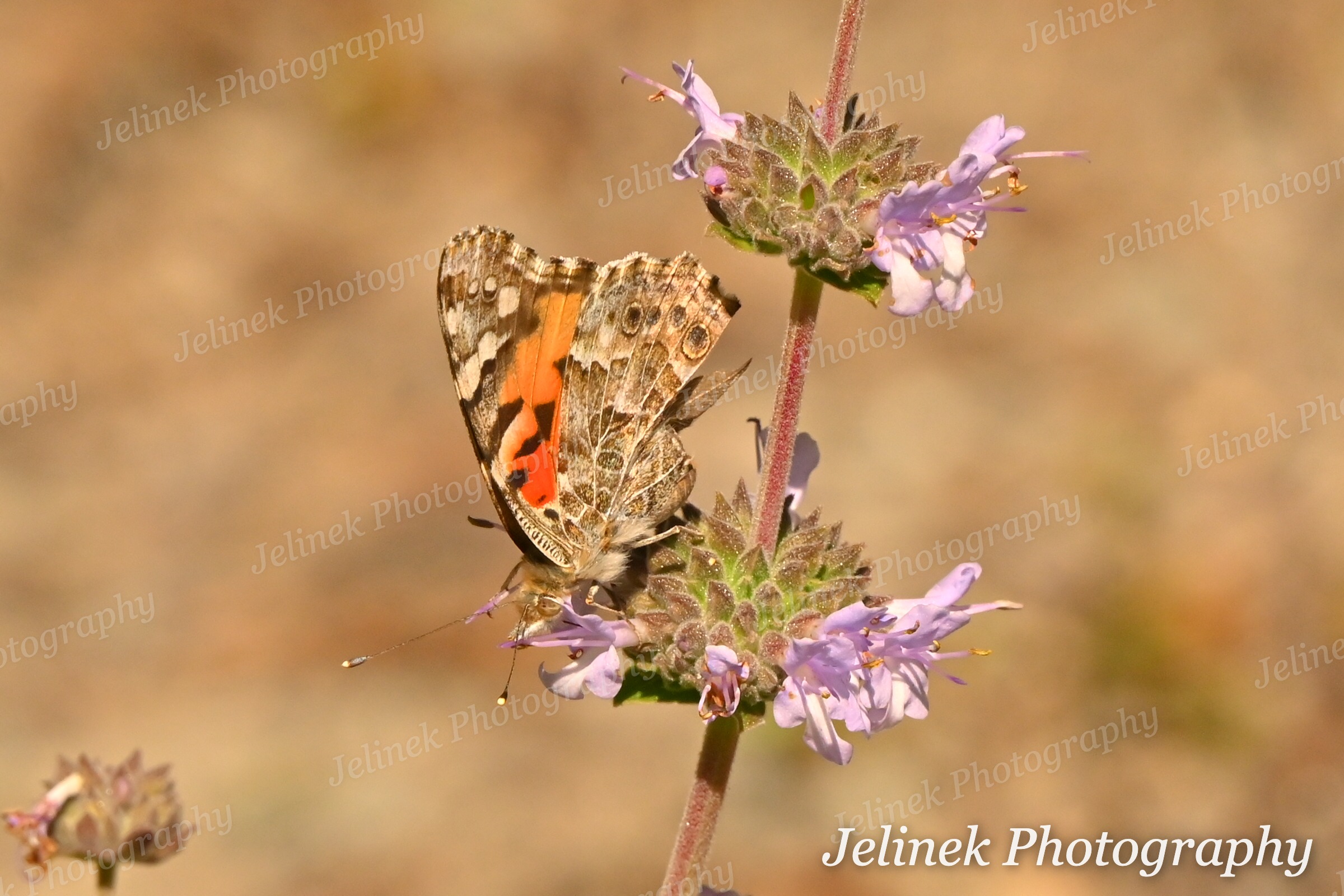 Painted Lady #3