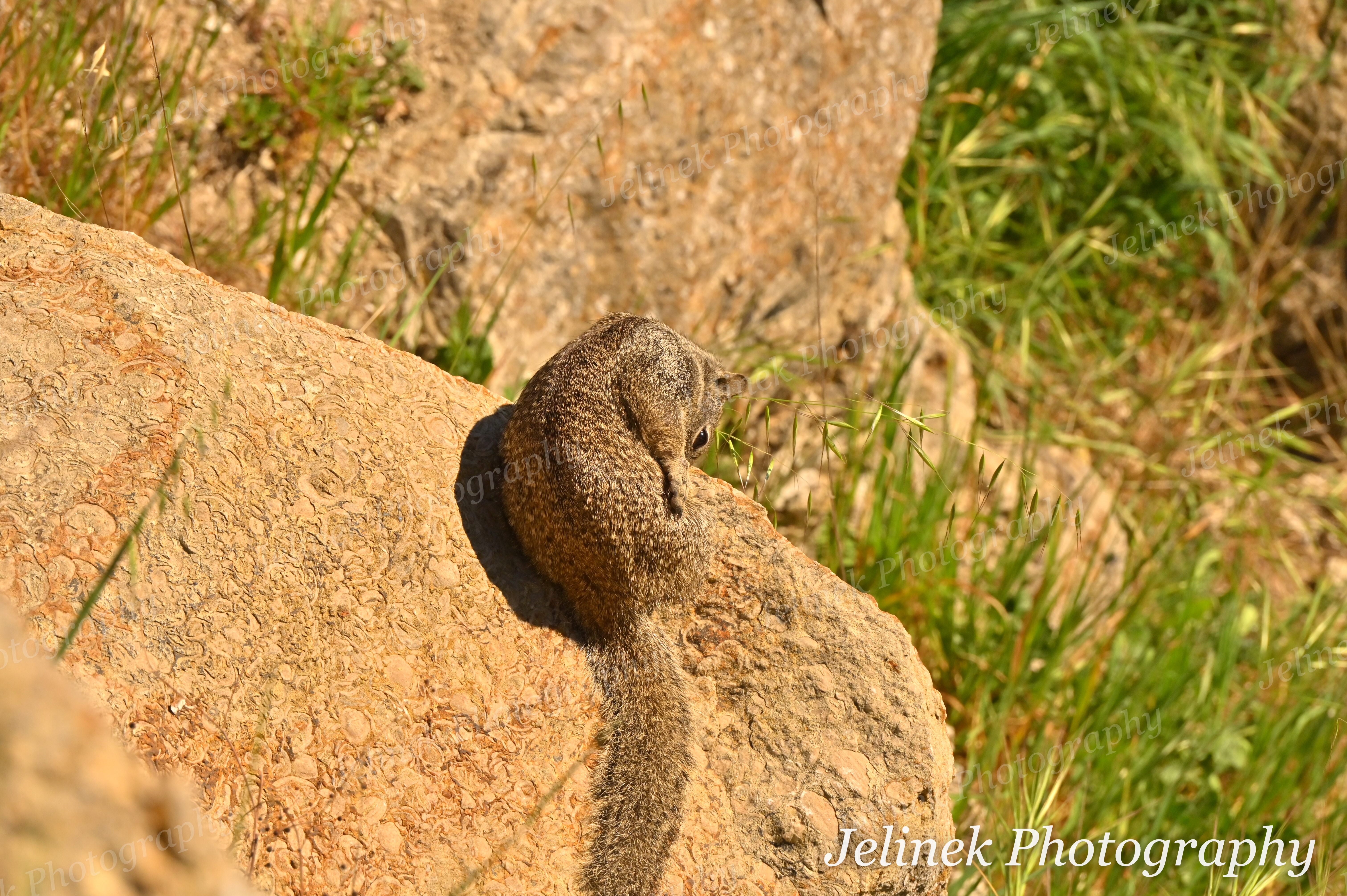 California Ground Squirrel #3