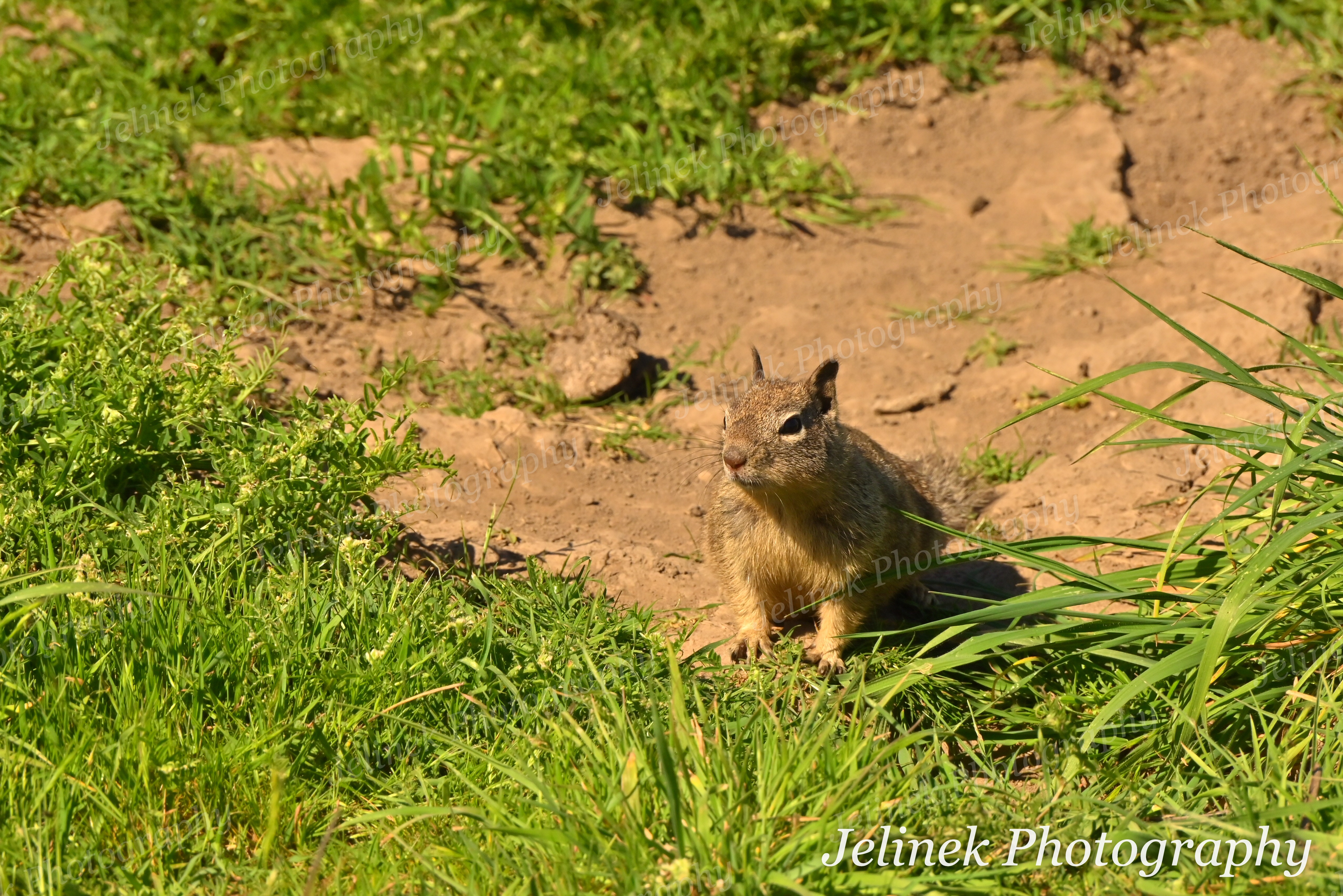 California Ground Squirrel #2
