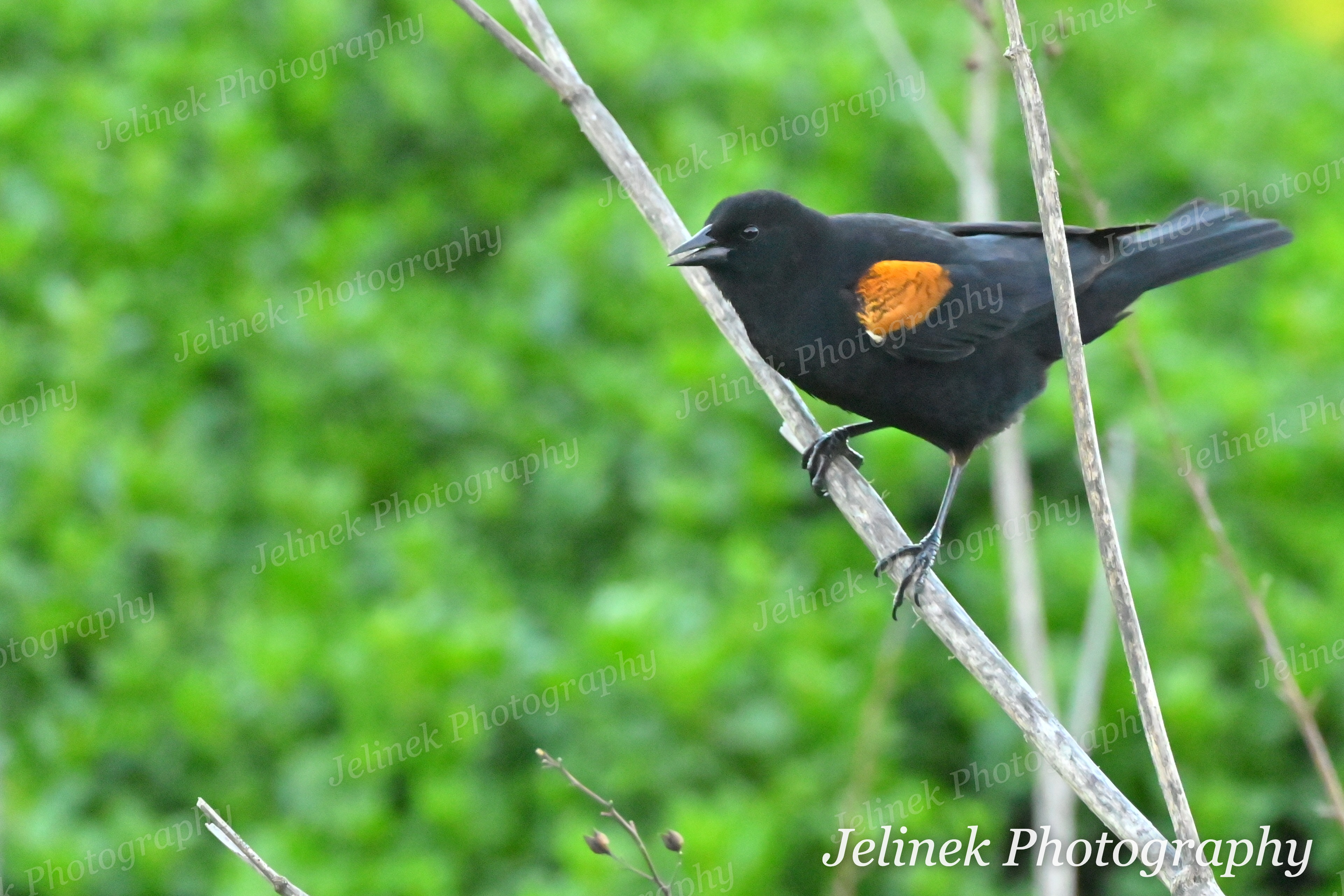 Red-Winged Blackbird #2