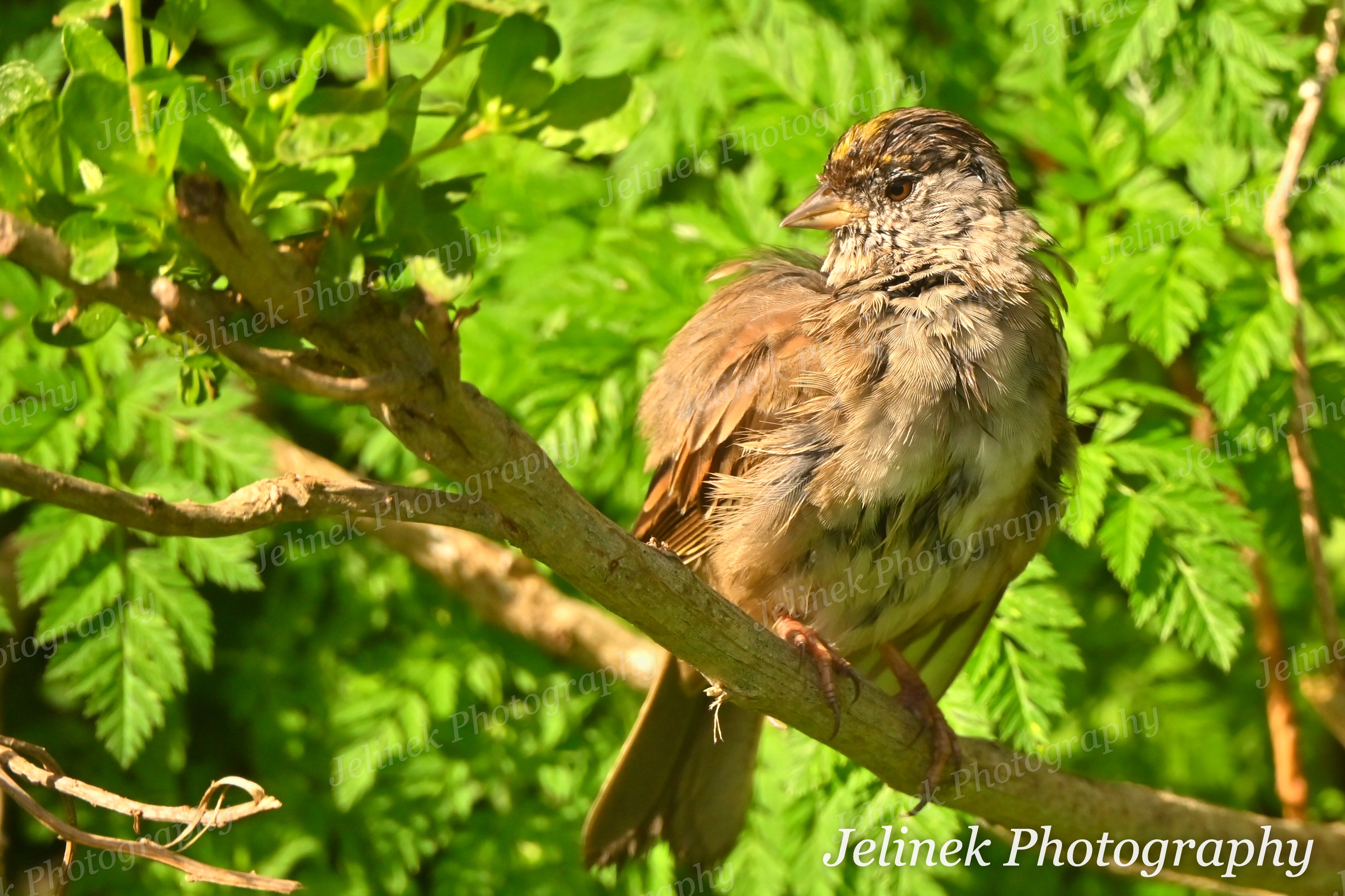 Golden Crowned Sparrow