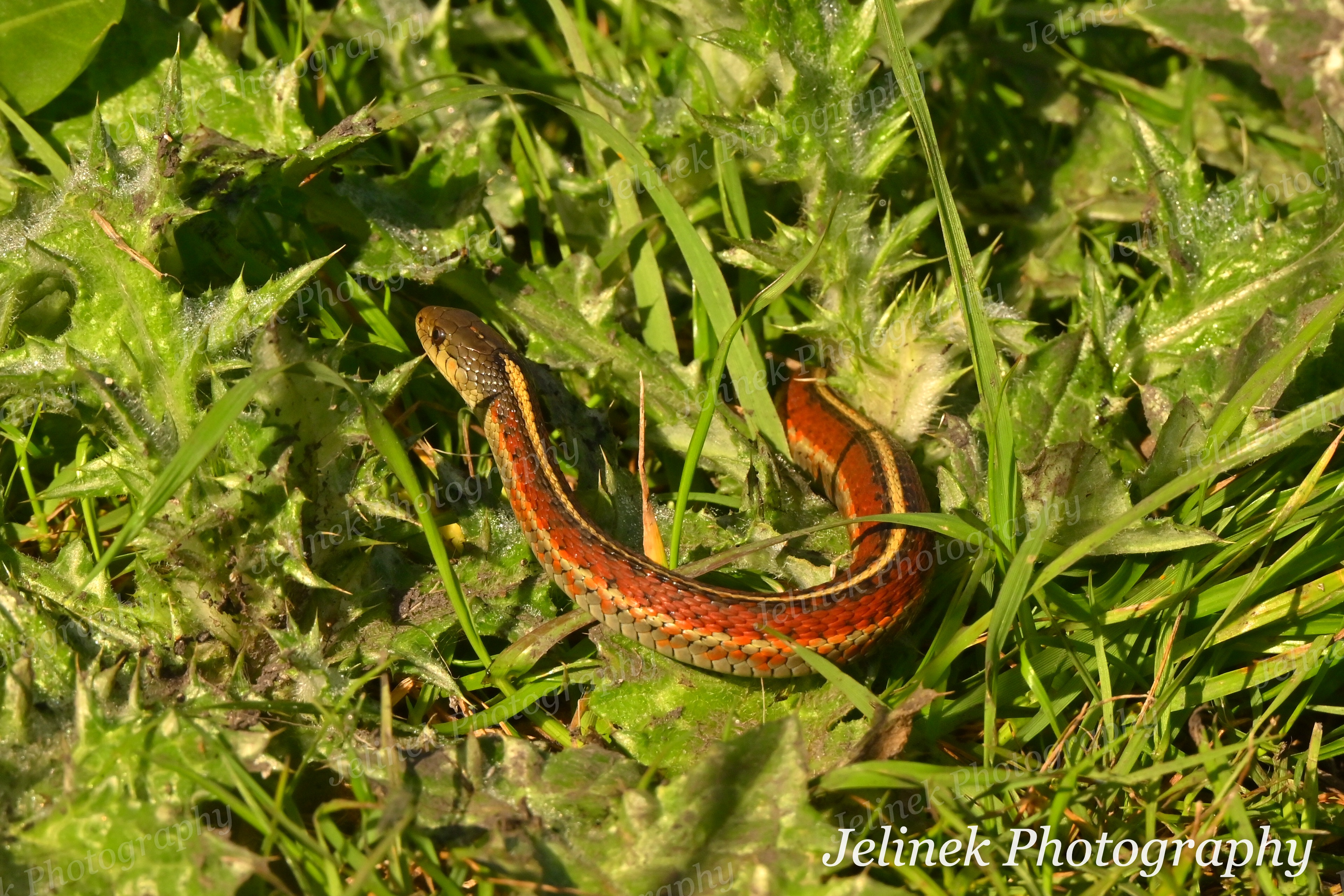 Coast Garter Snake #2