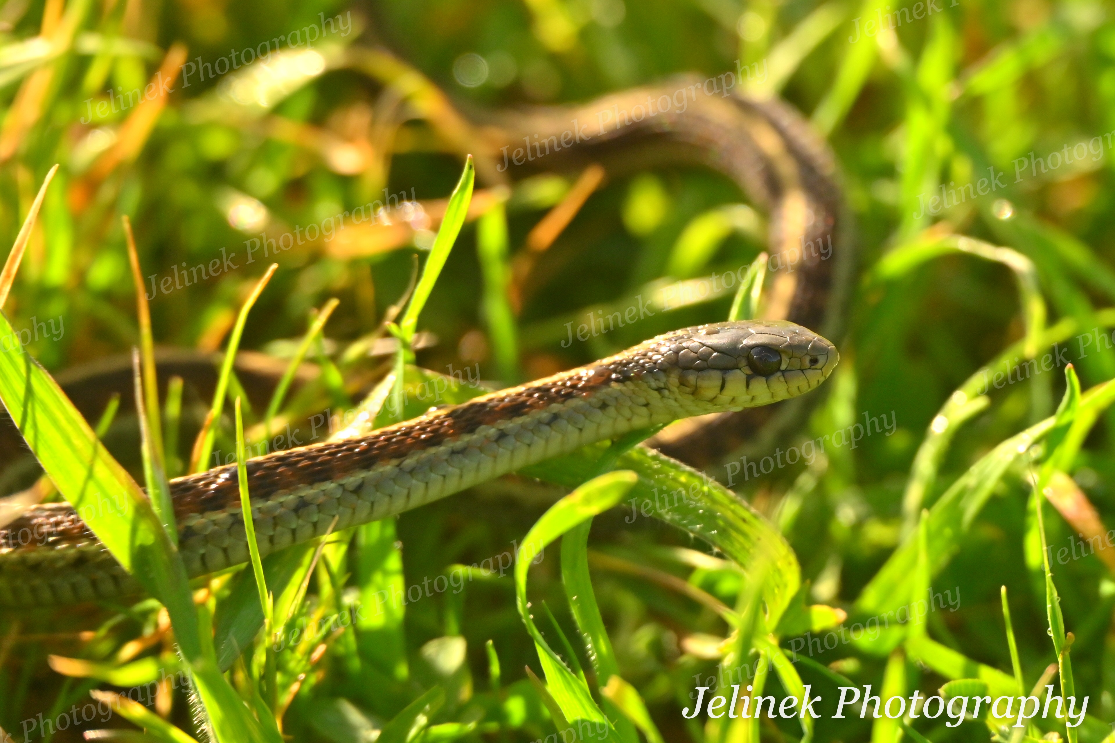 Coast Garter Snake #3
