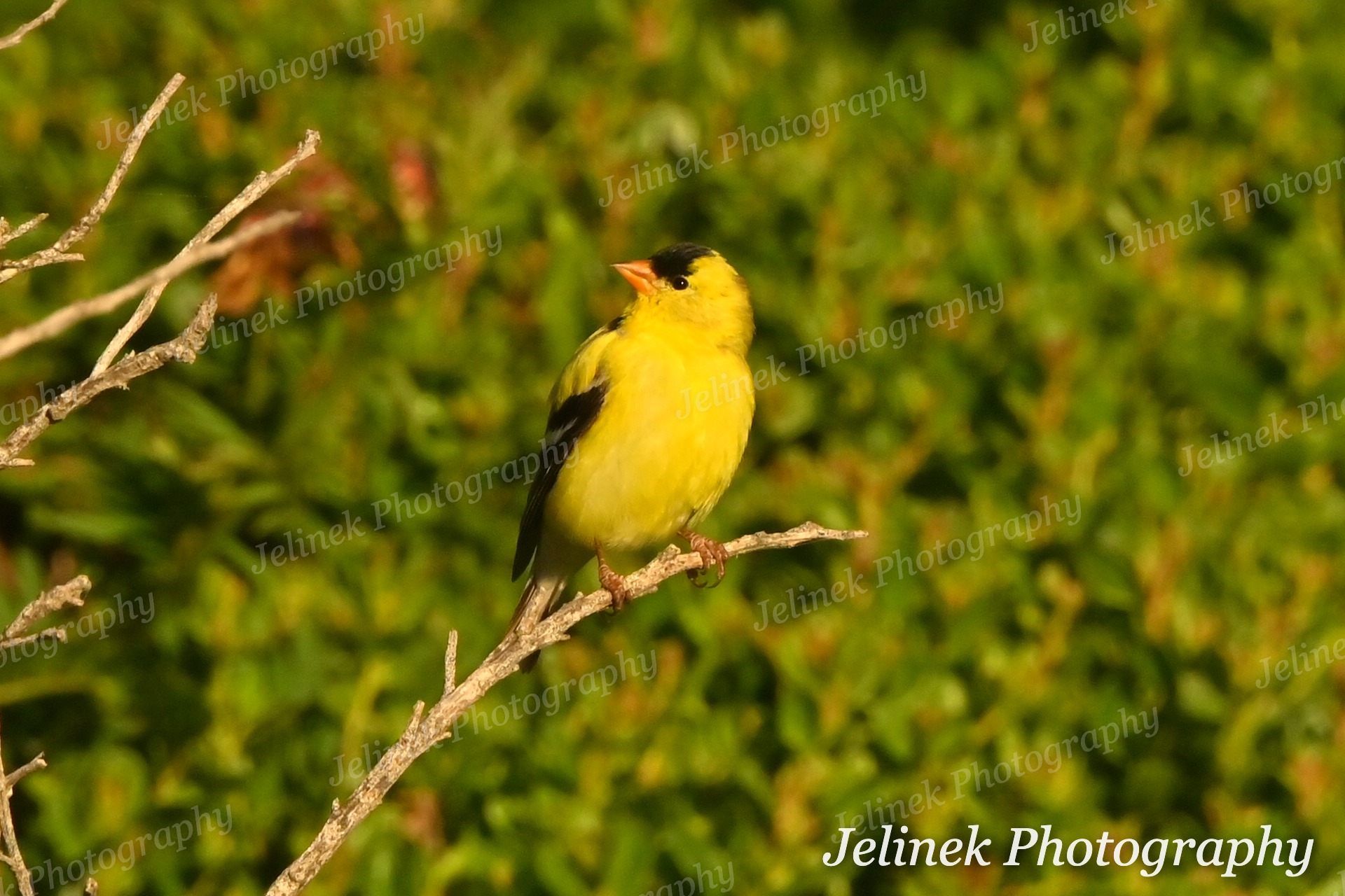 American Goldfinch #3