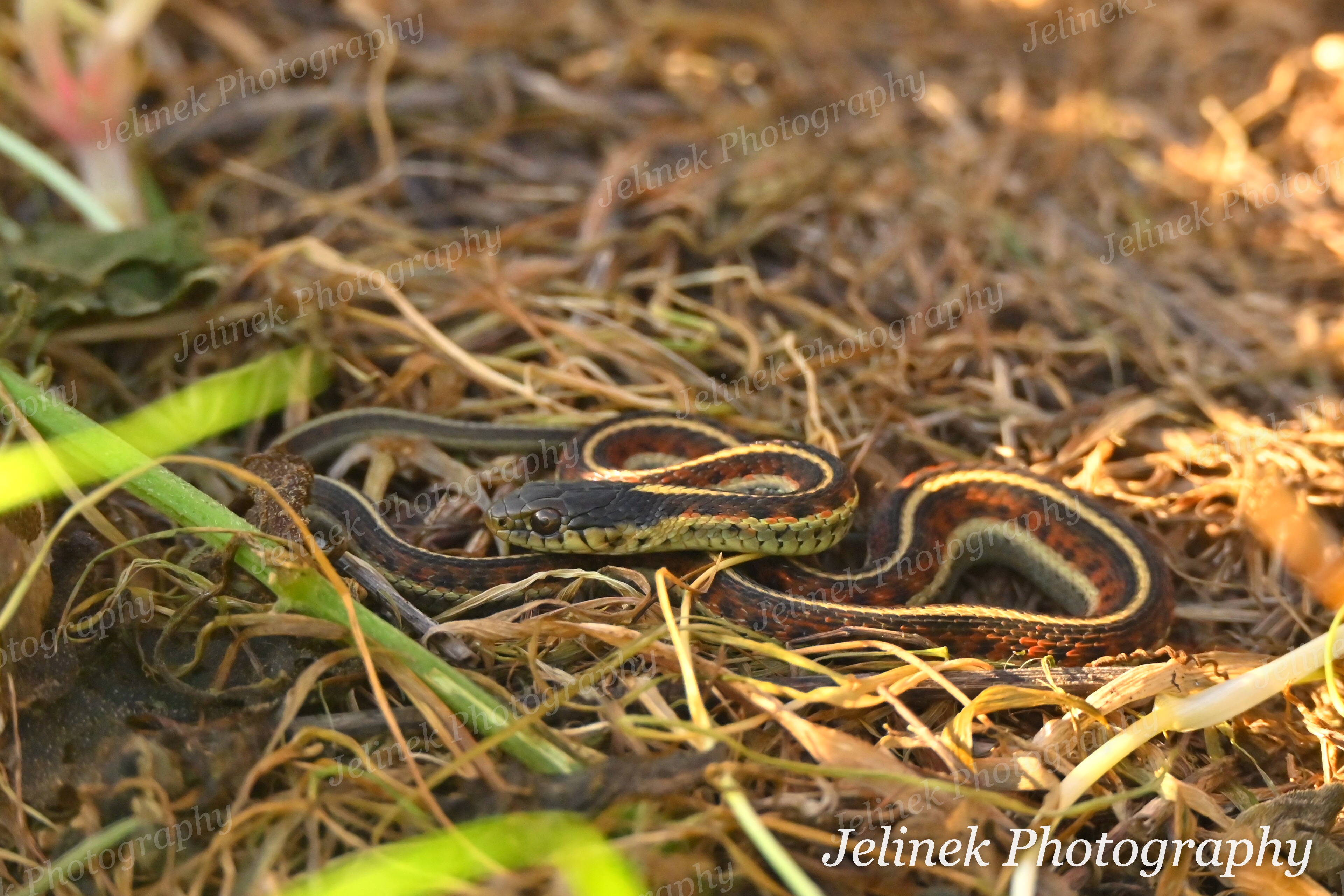 Coast Garter Snake #5