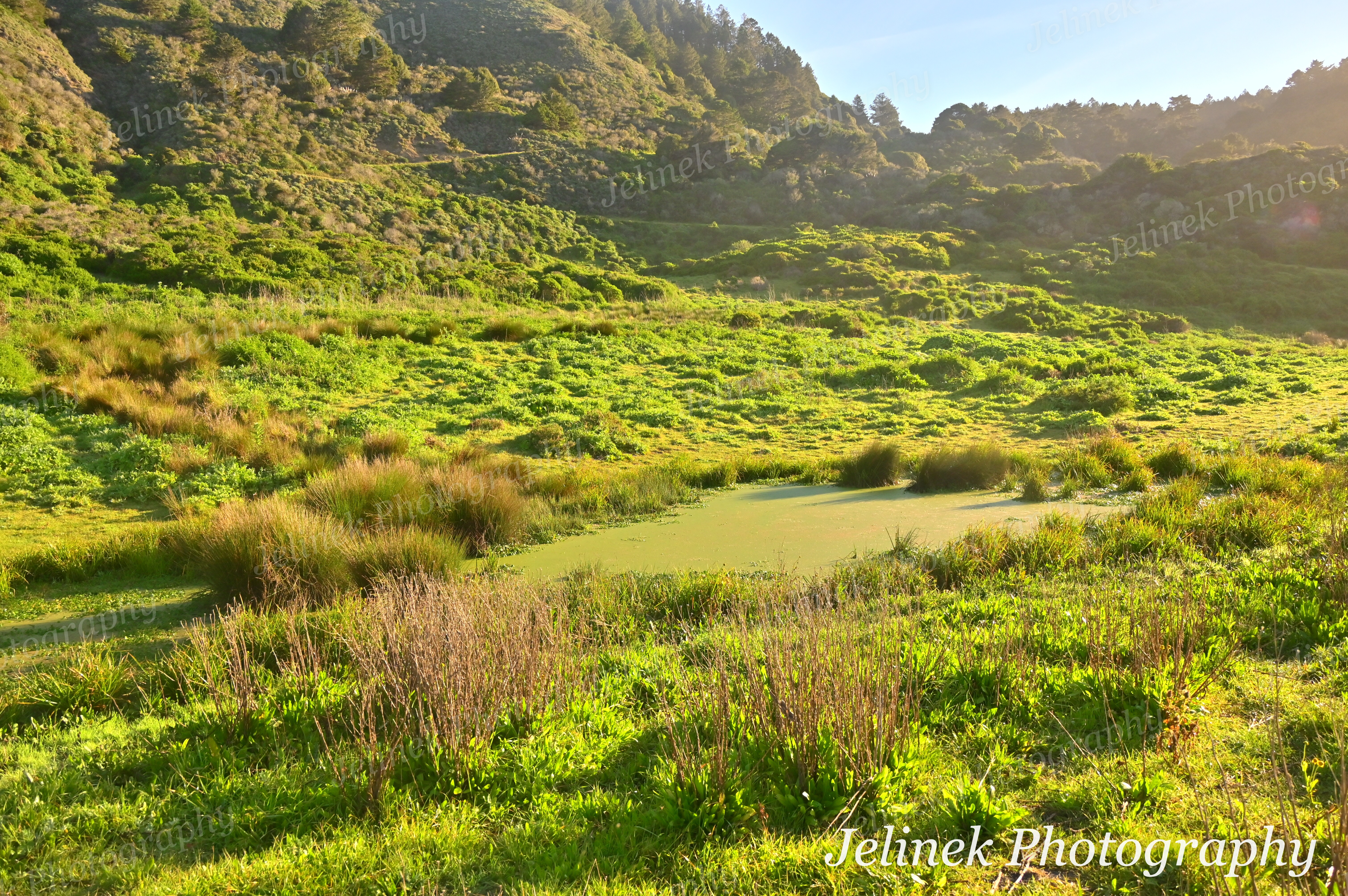 Point Reyes Coast #16