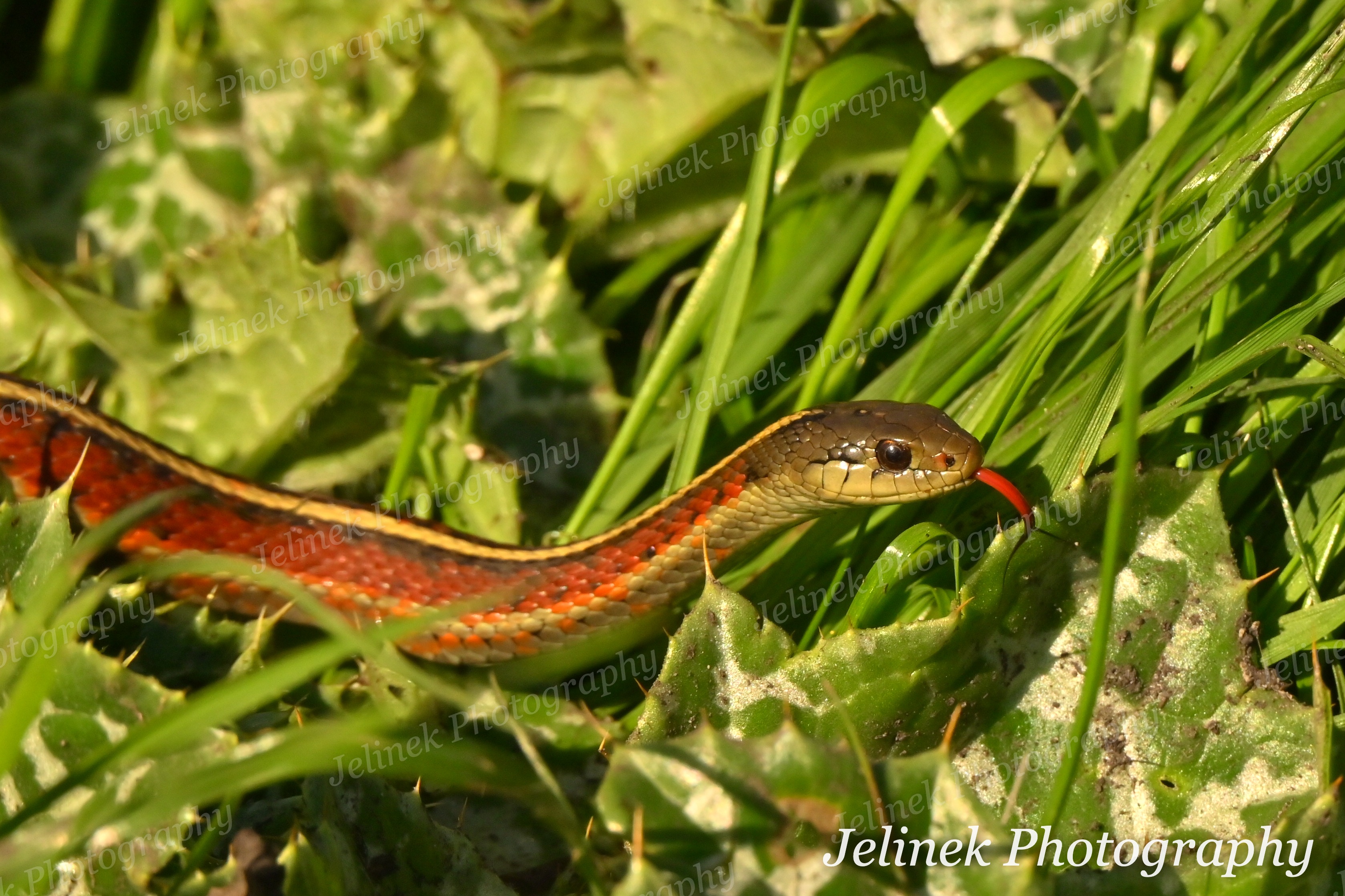Coast Garter Snake #1