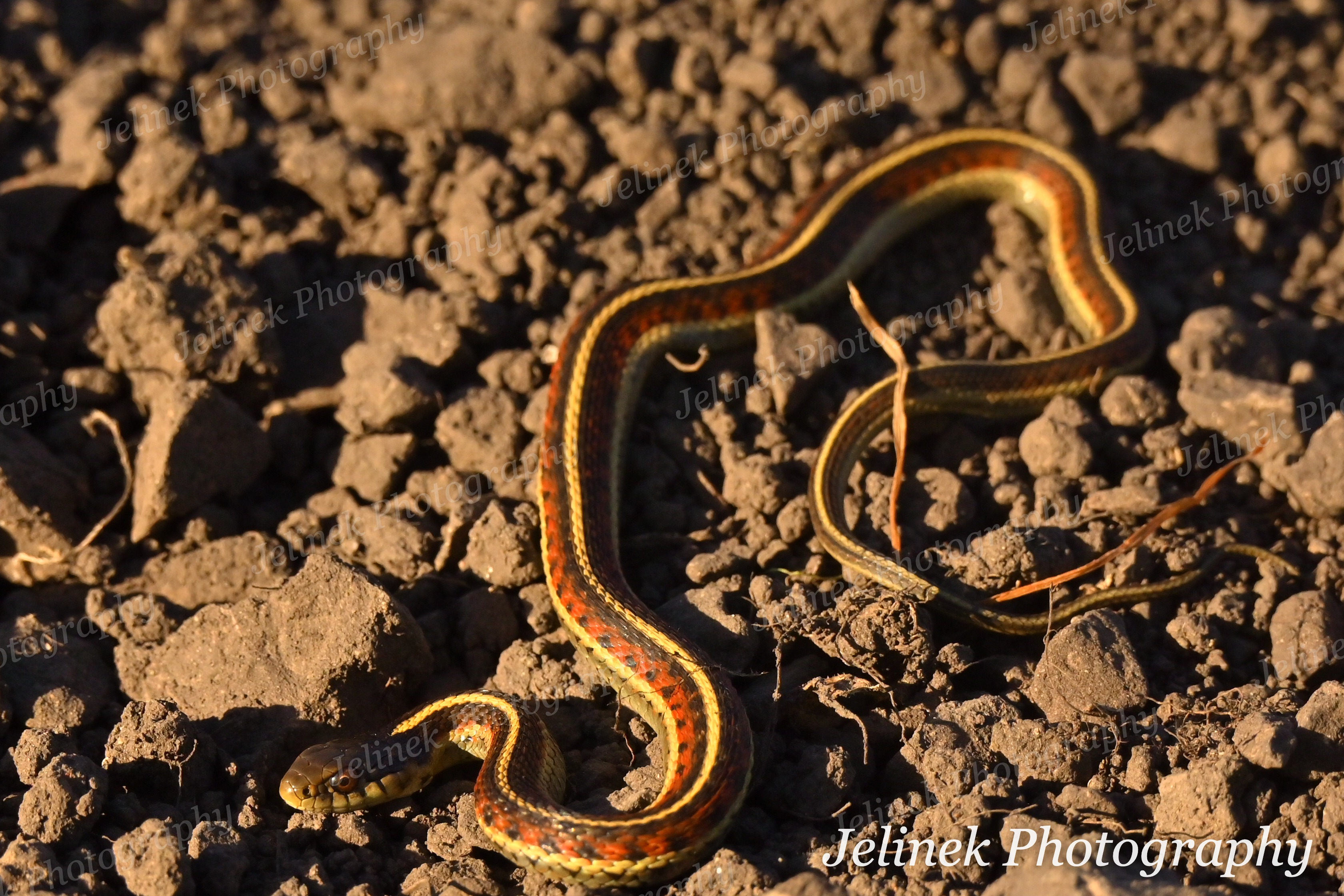 Coast Garter Snake #4