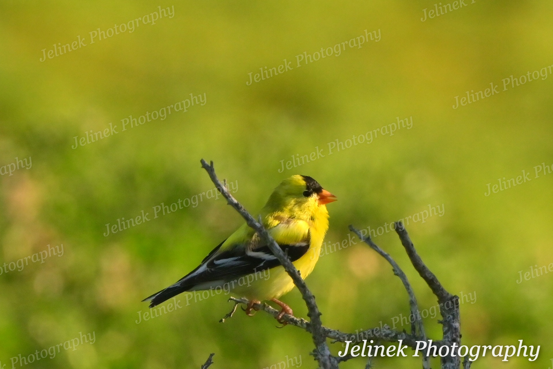 American Goldfinch #1
