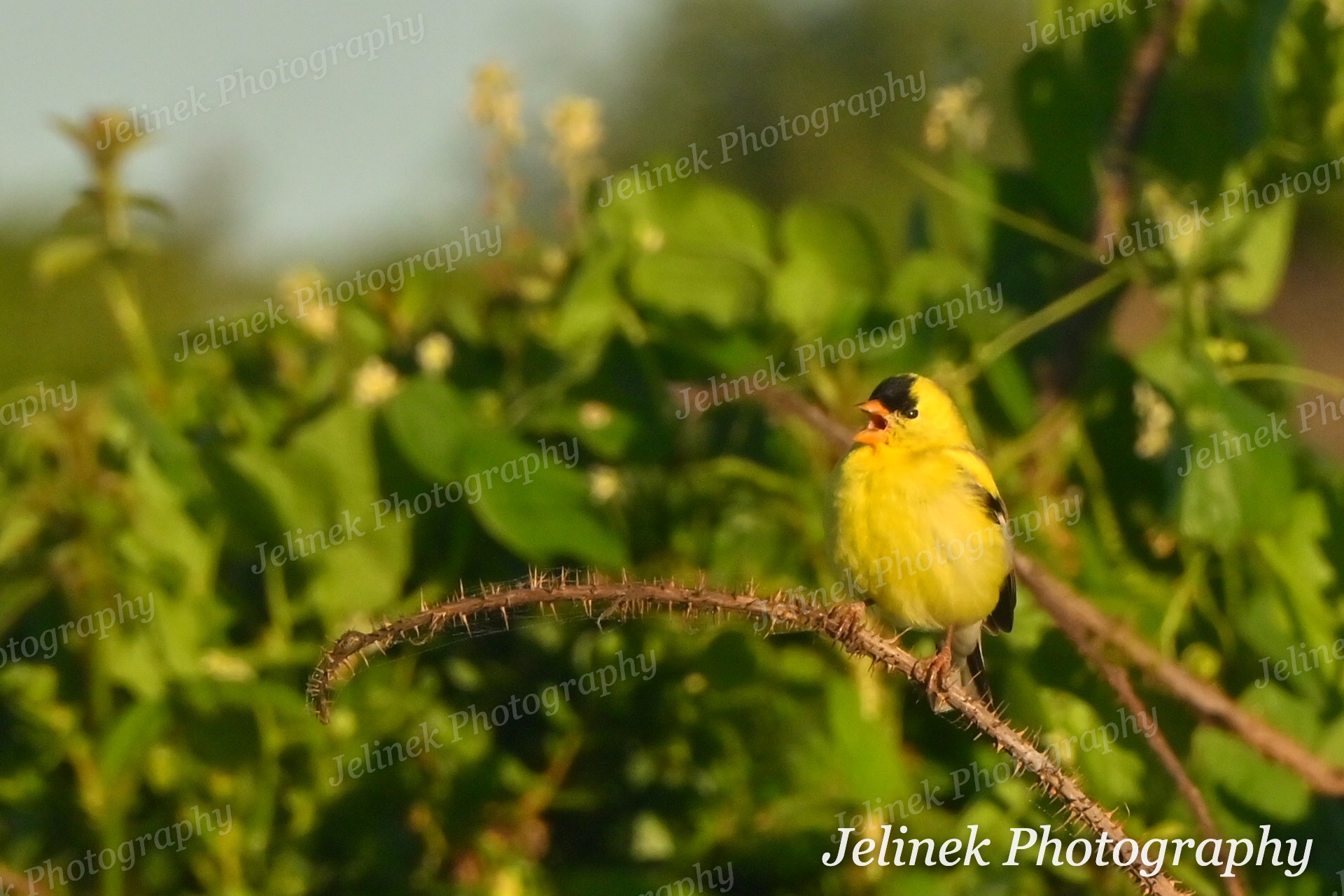 American Goldfinch #4