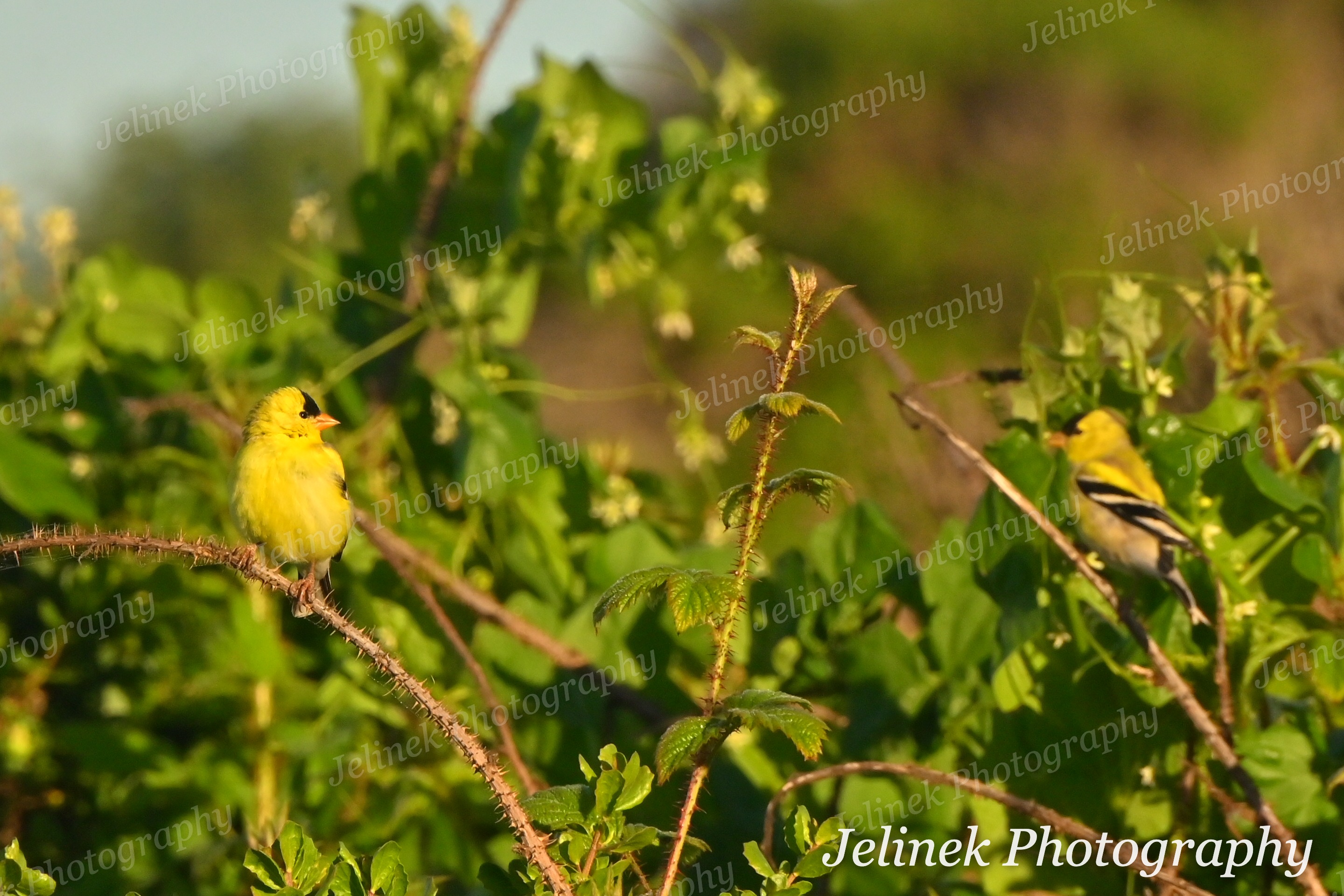 American Goldfinch #2