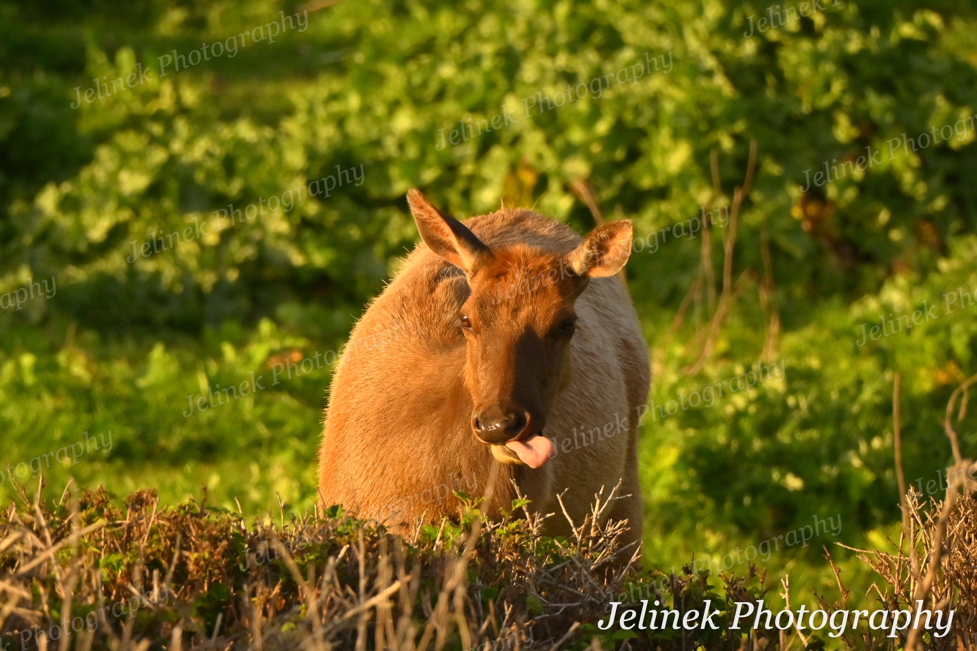 Tule Elk #1