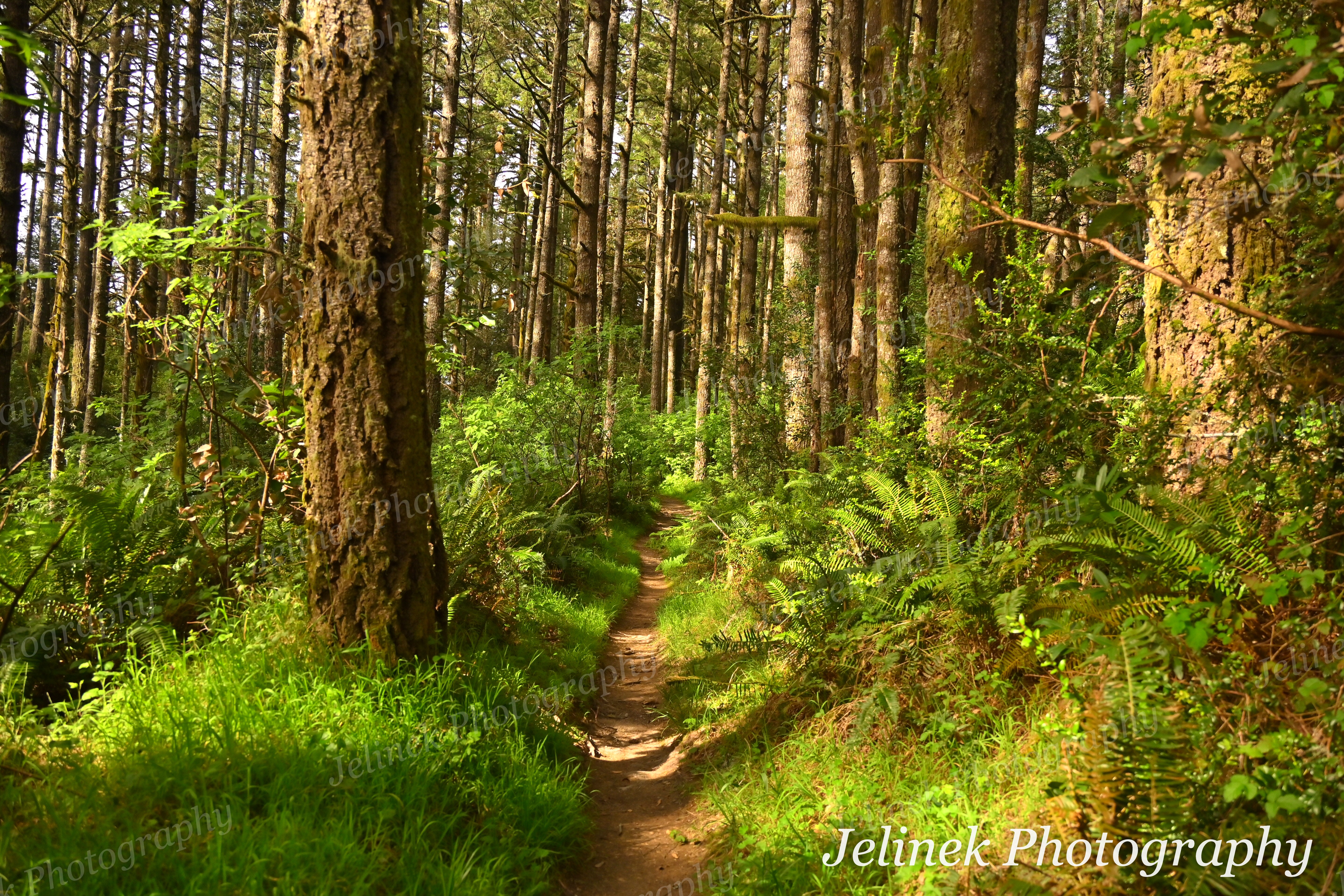Big Sur Forest #2