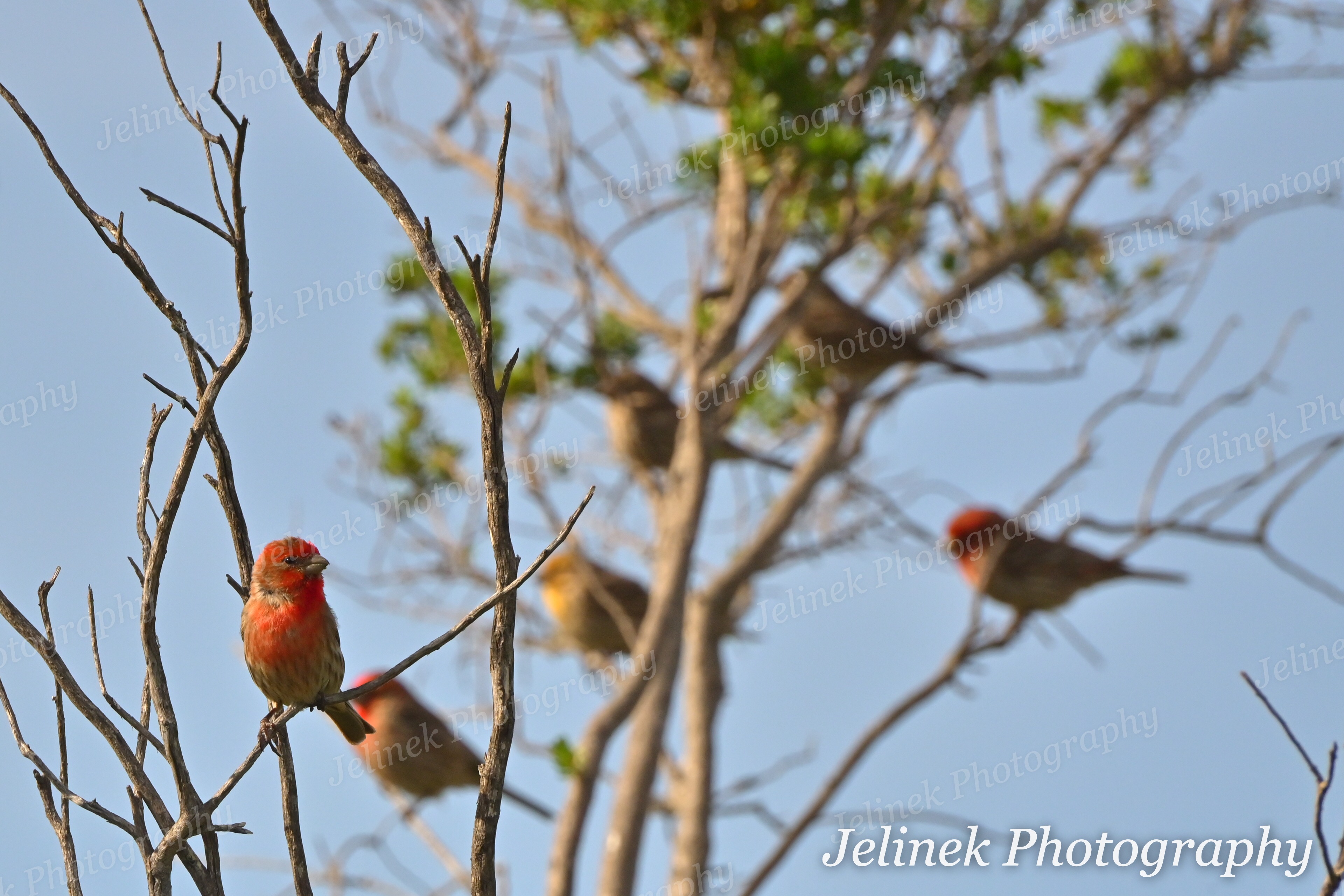 House Finch