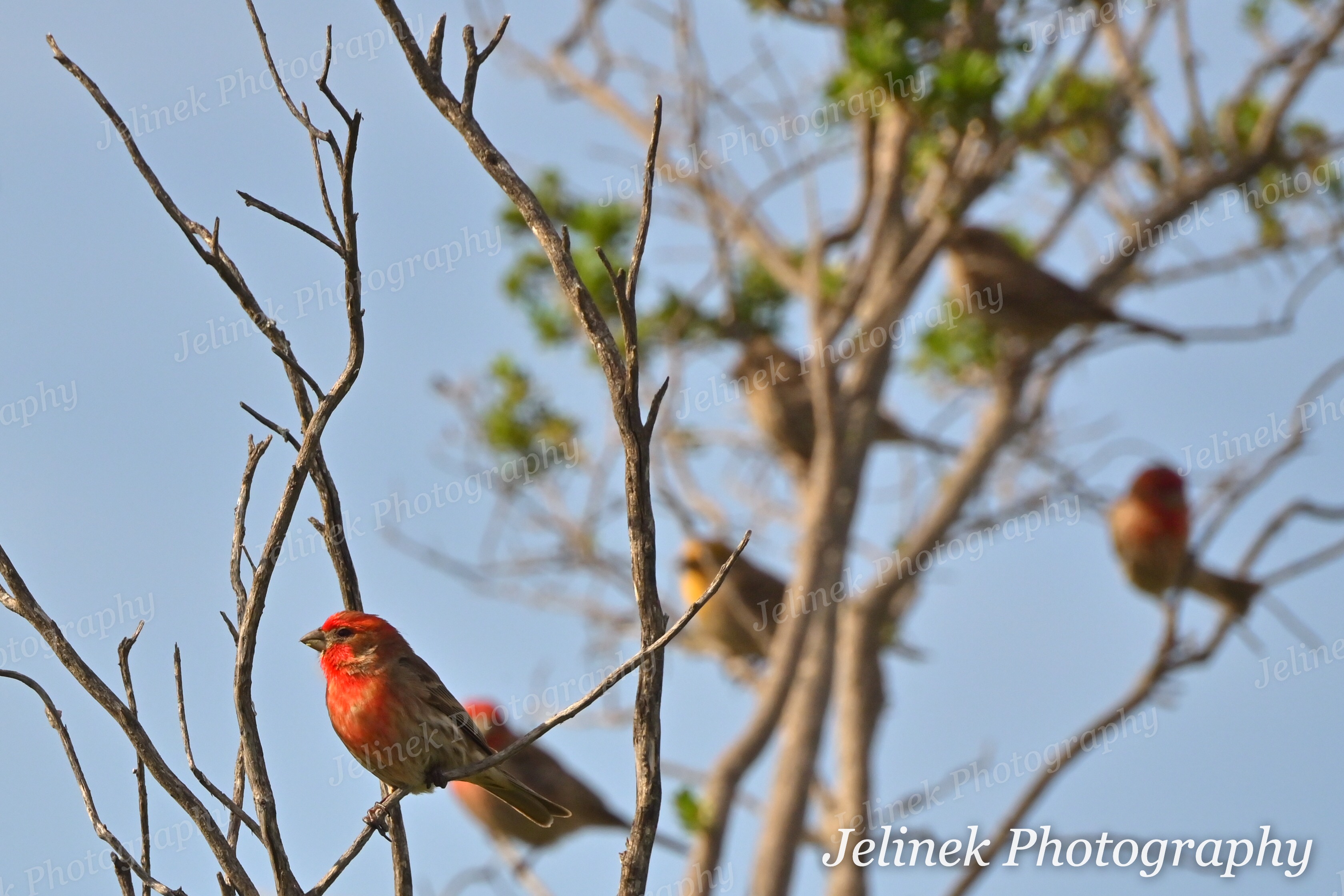 House Finch #3
