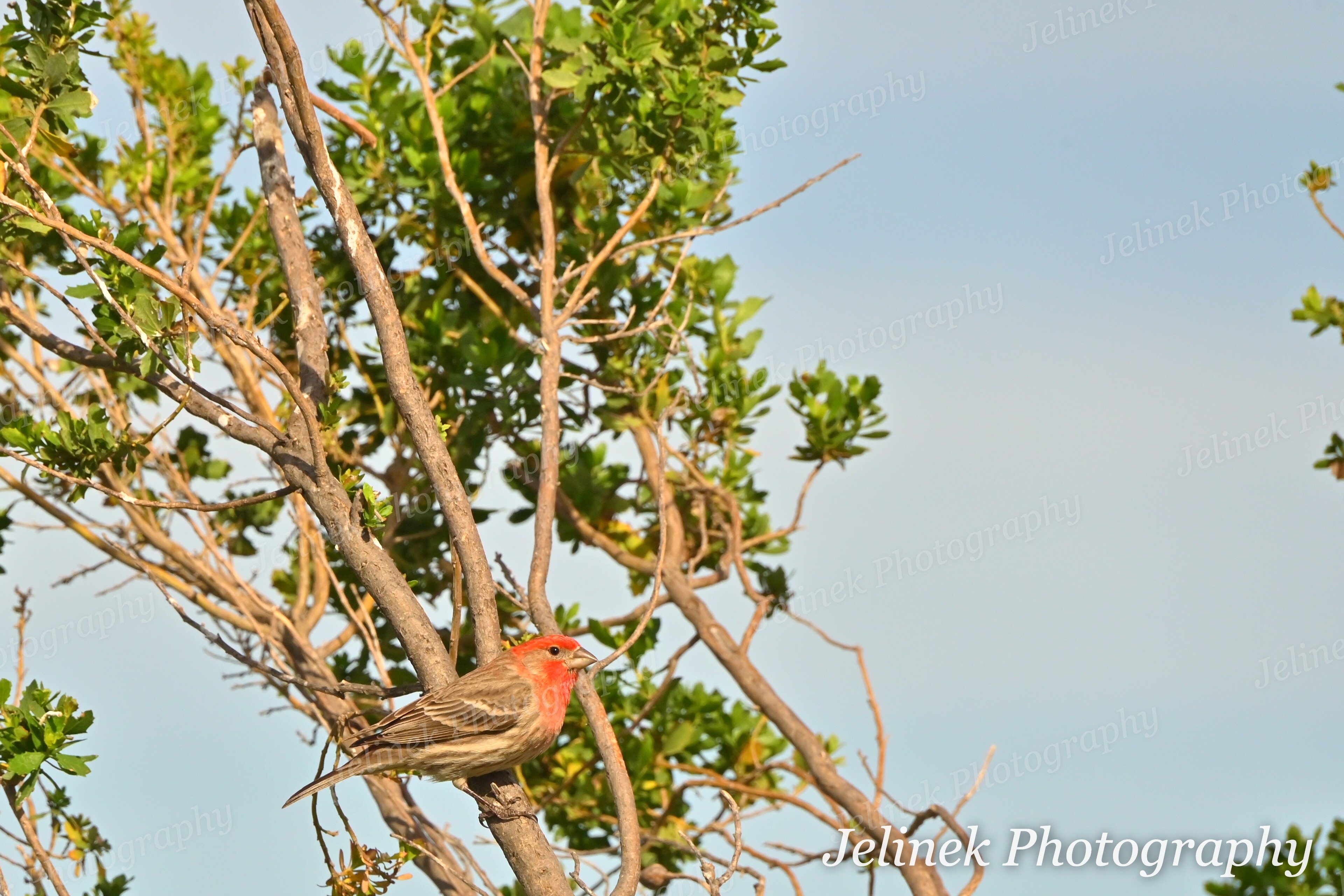 House Finch #1