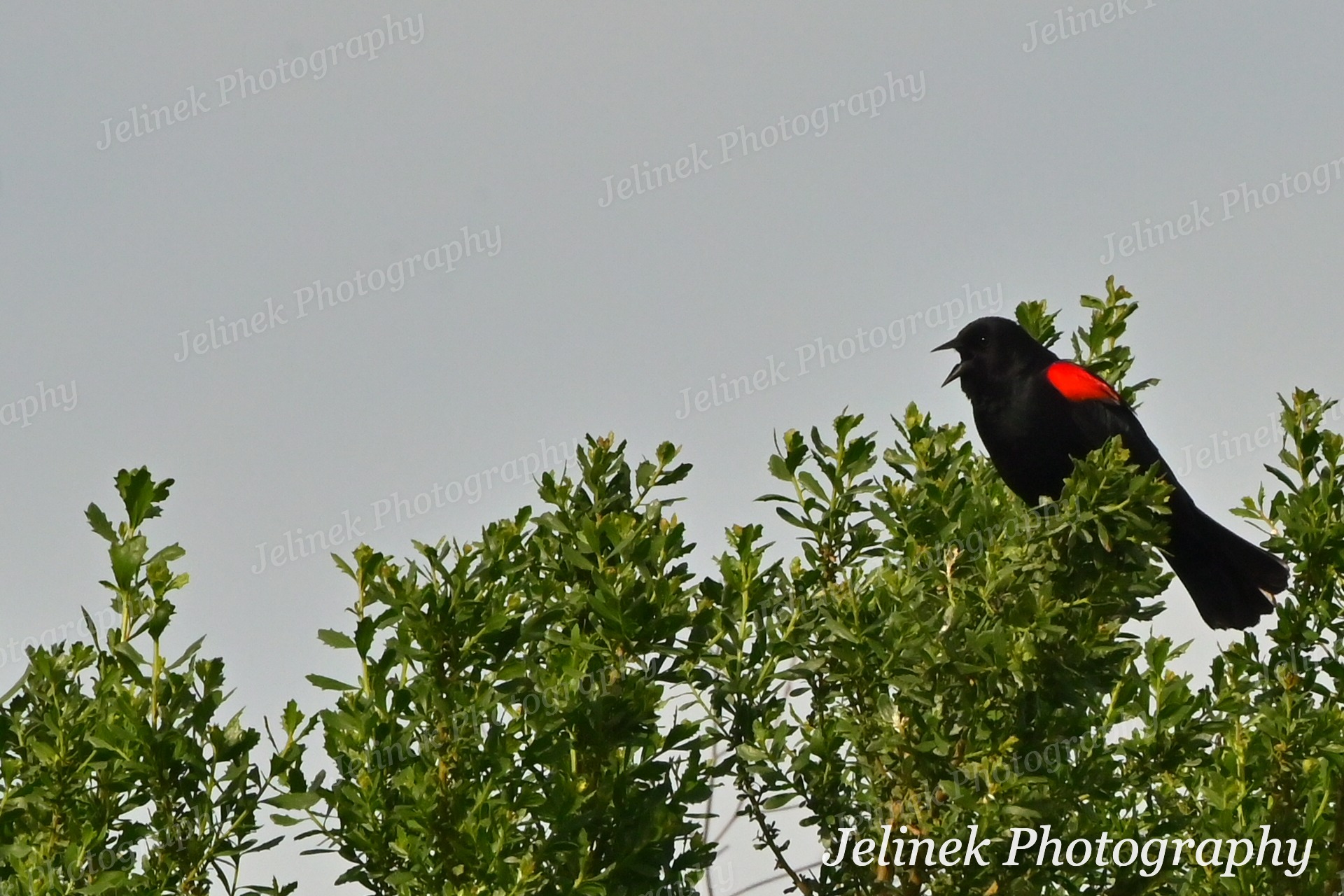 Red-Winged Blackbird