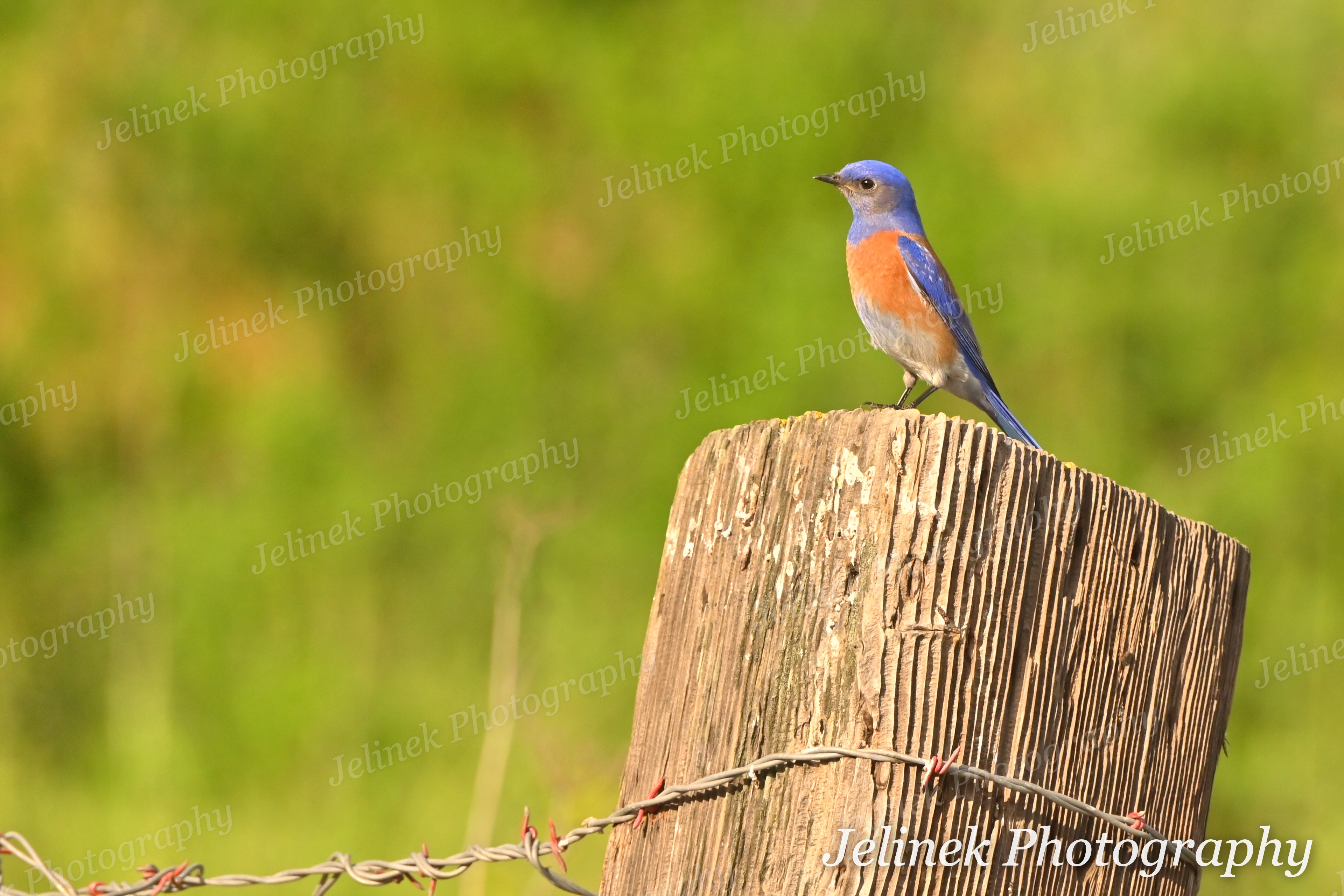 Western Bluebird #6