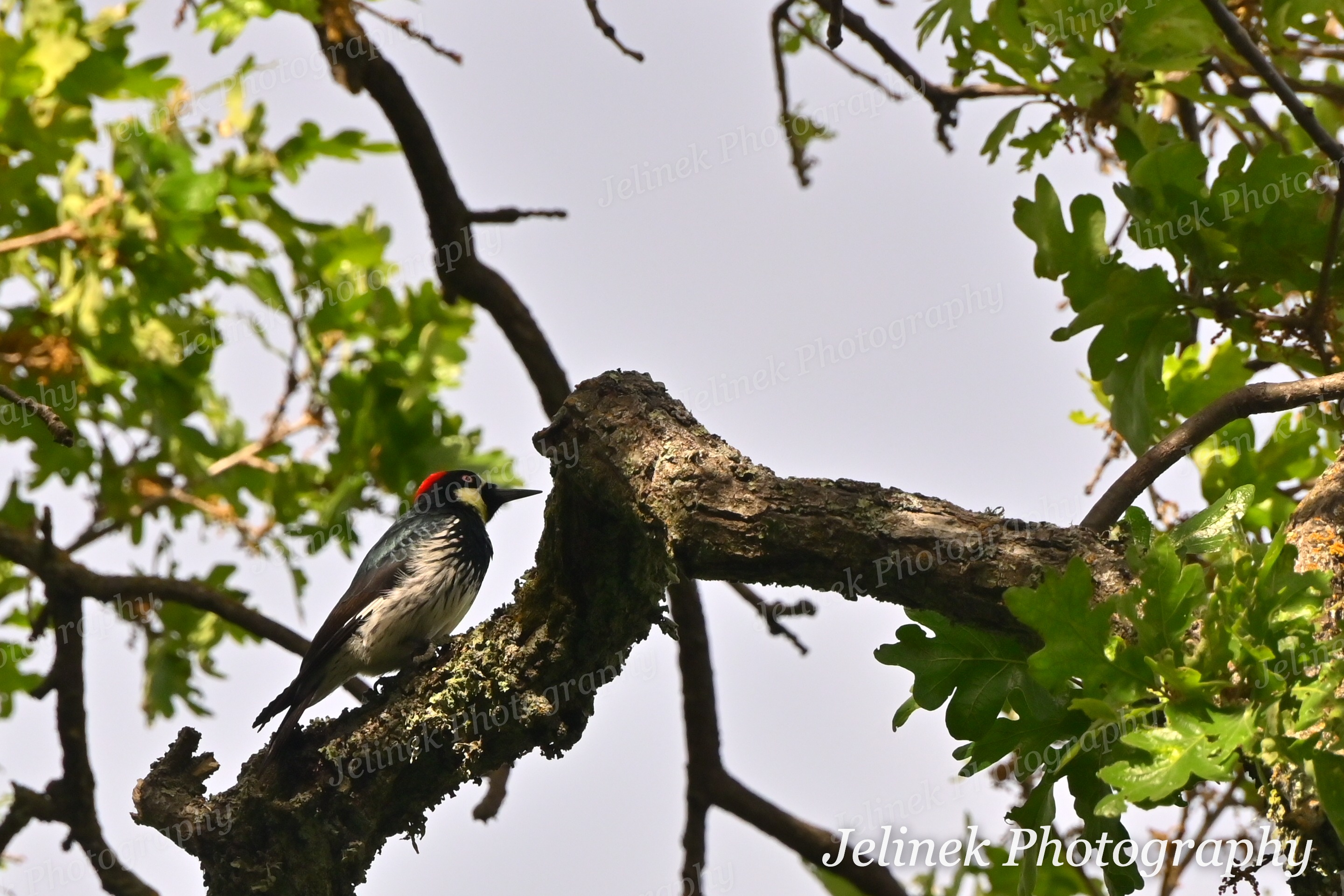 Acorn Woodpecker #10