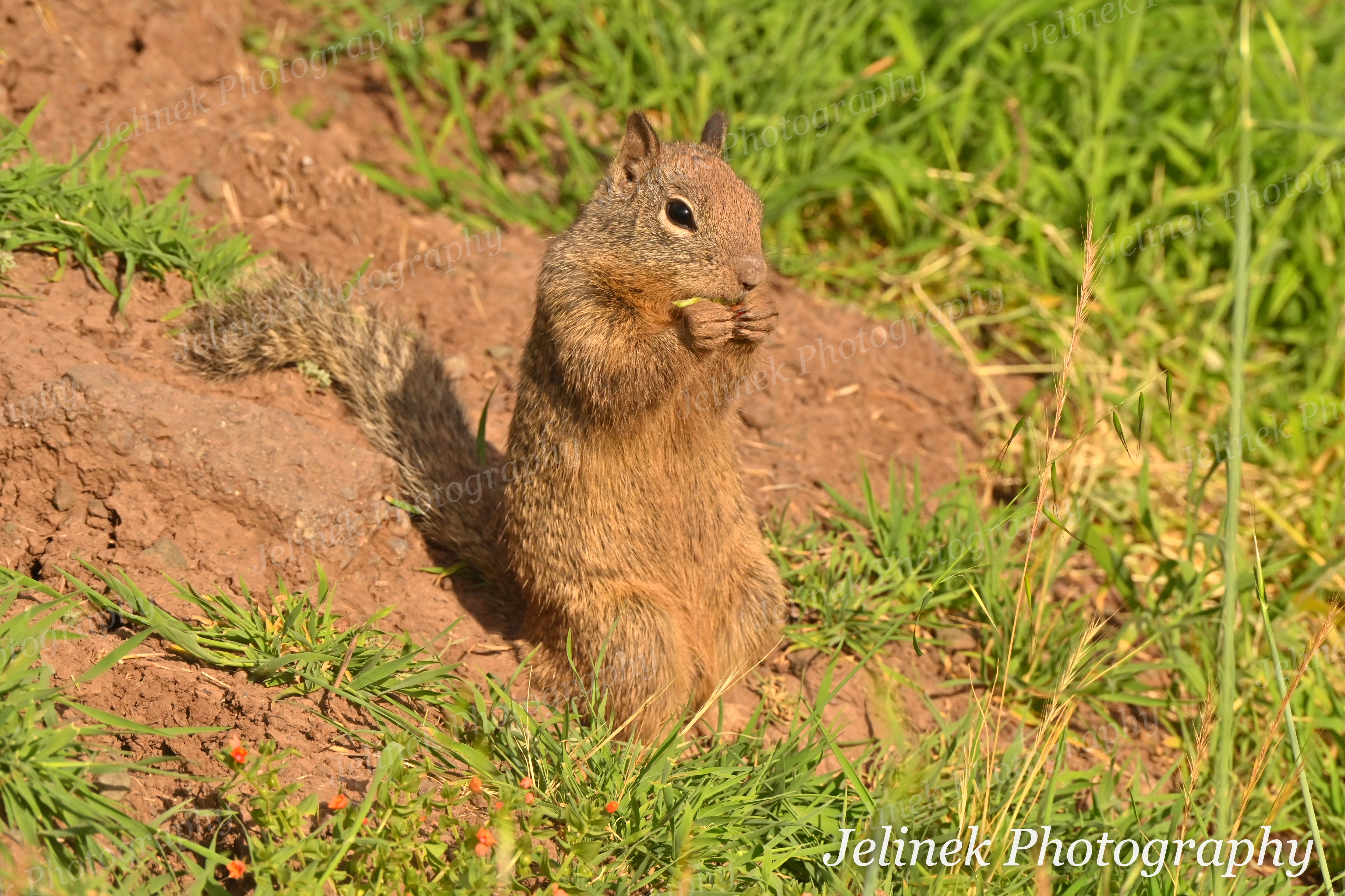 California Ground Squirrel #12