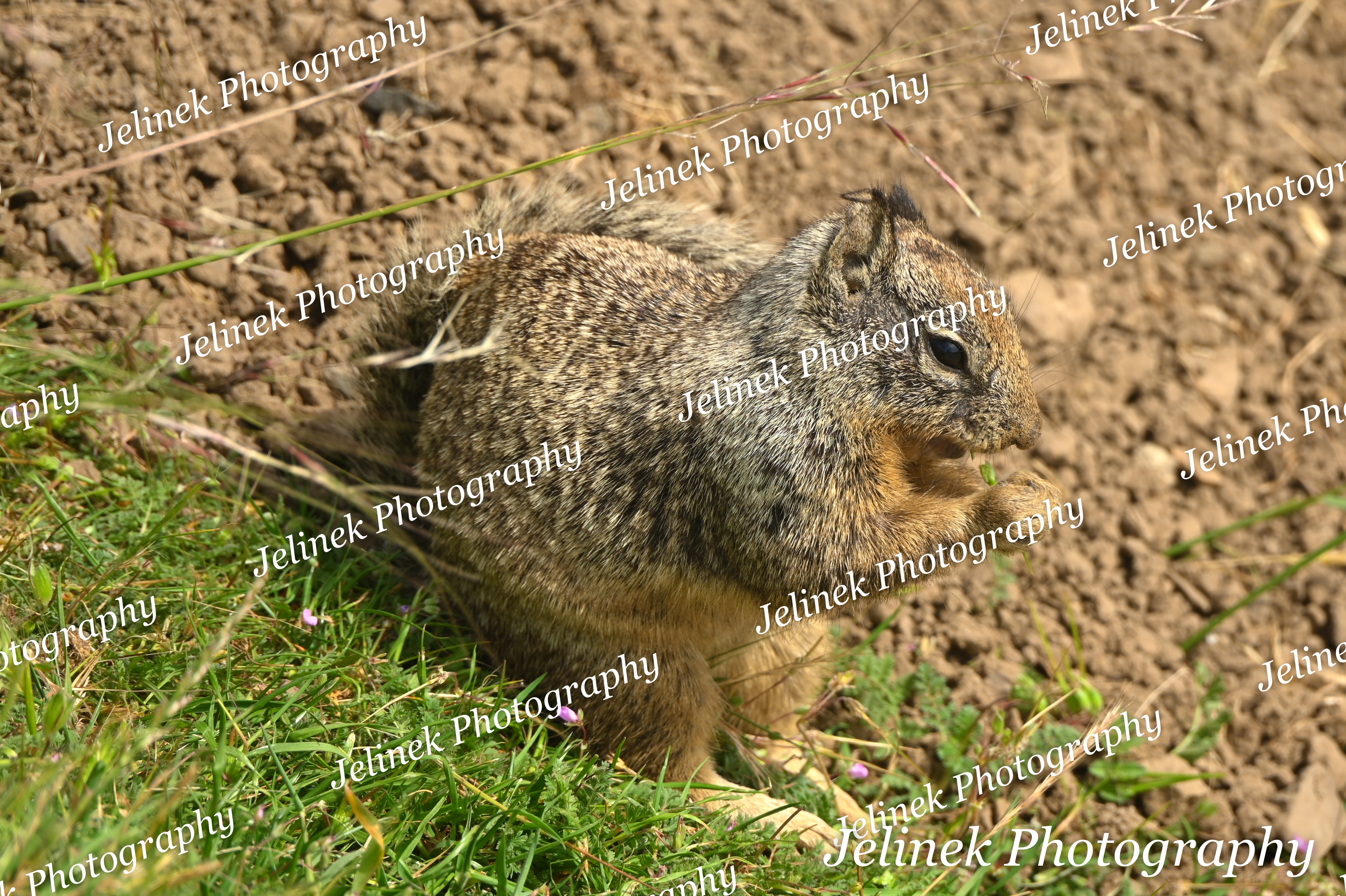 California Ground Squirrel #9
