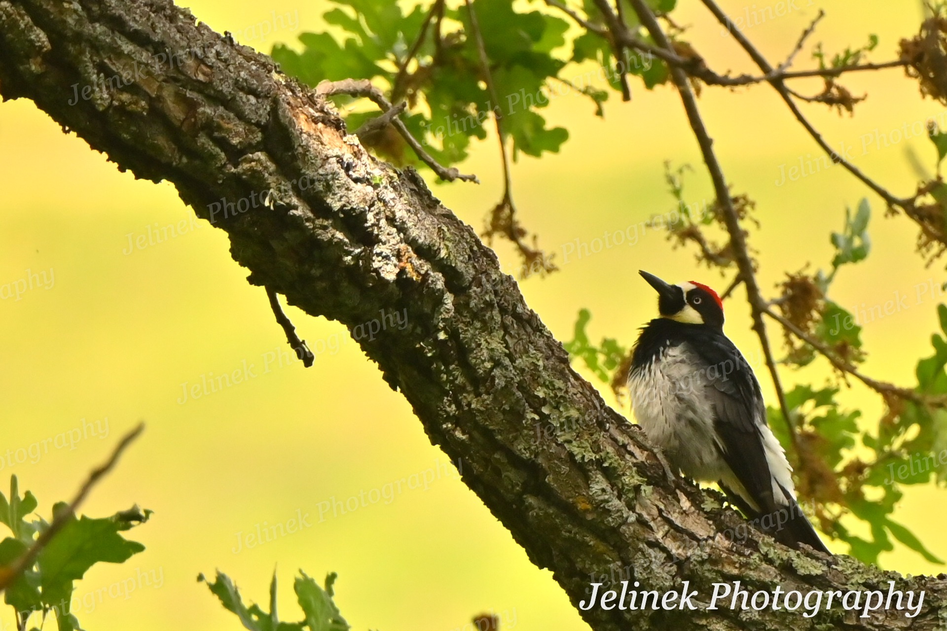 Acorn Woodpecker #5