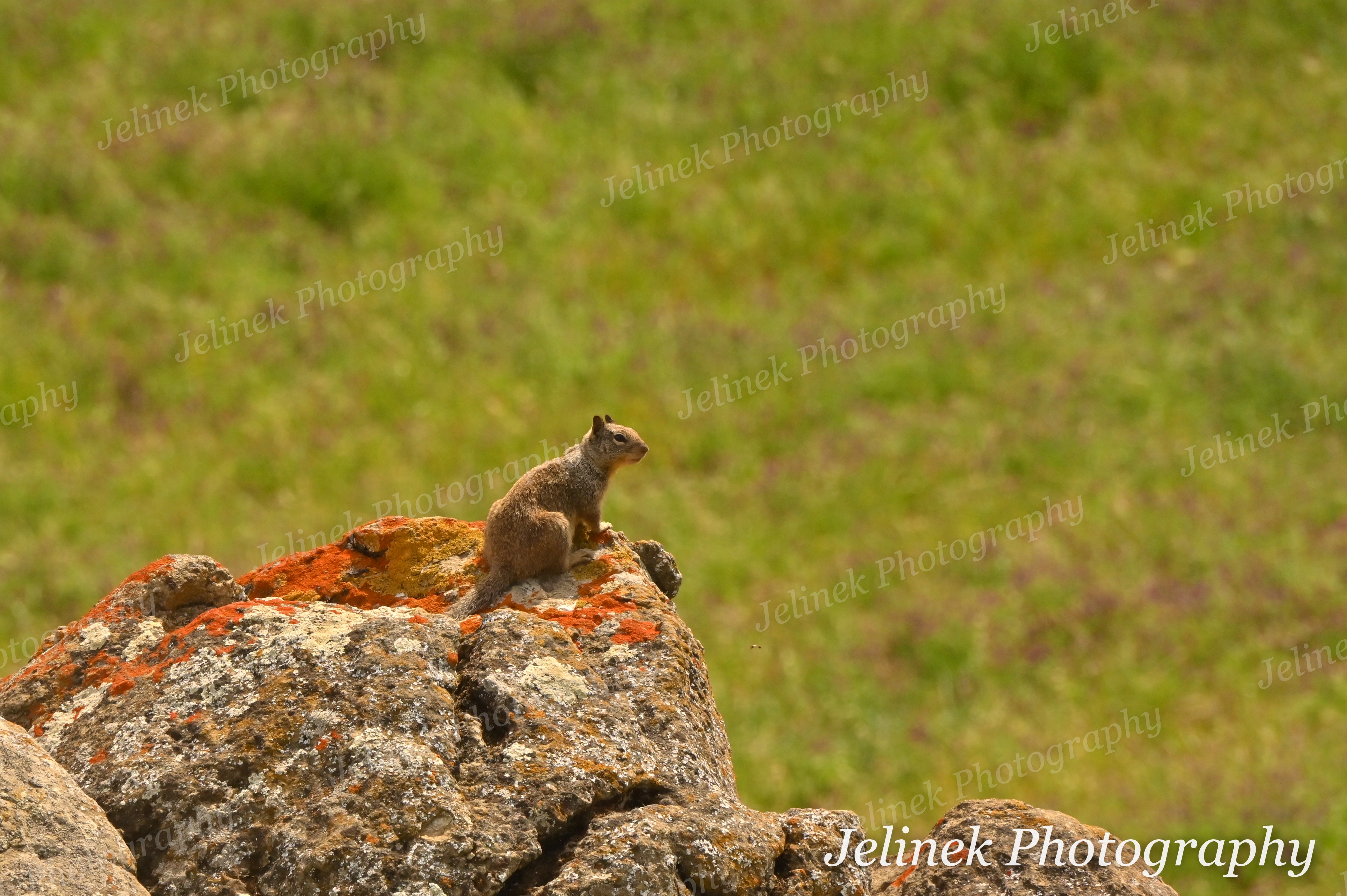 California Ground Squirrel #8