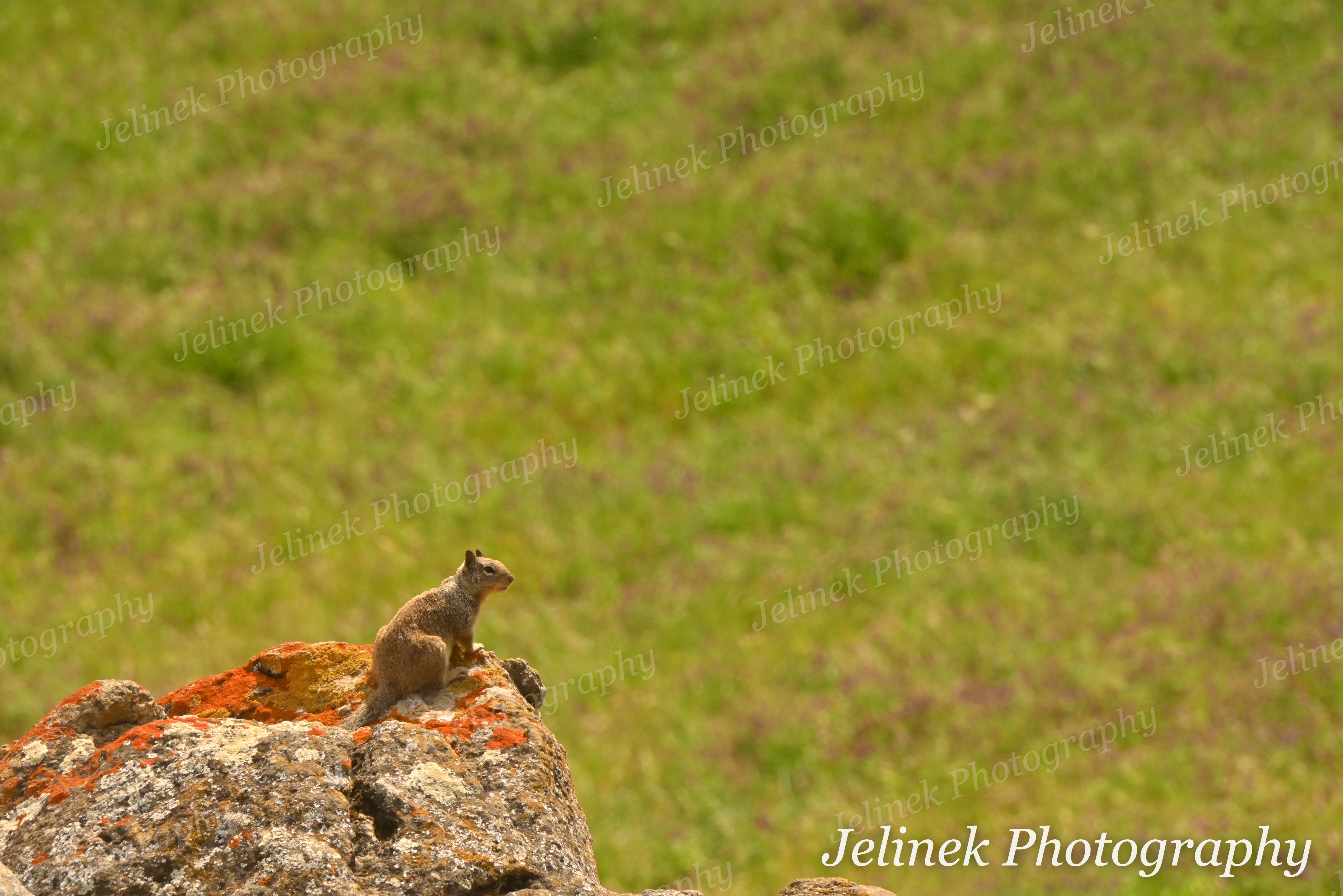 California Ground Squirrel #6