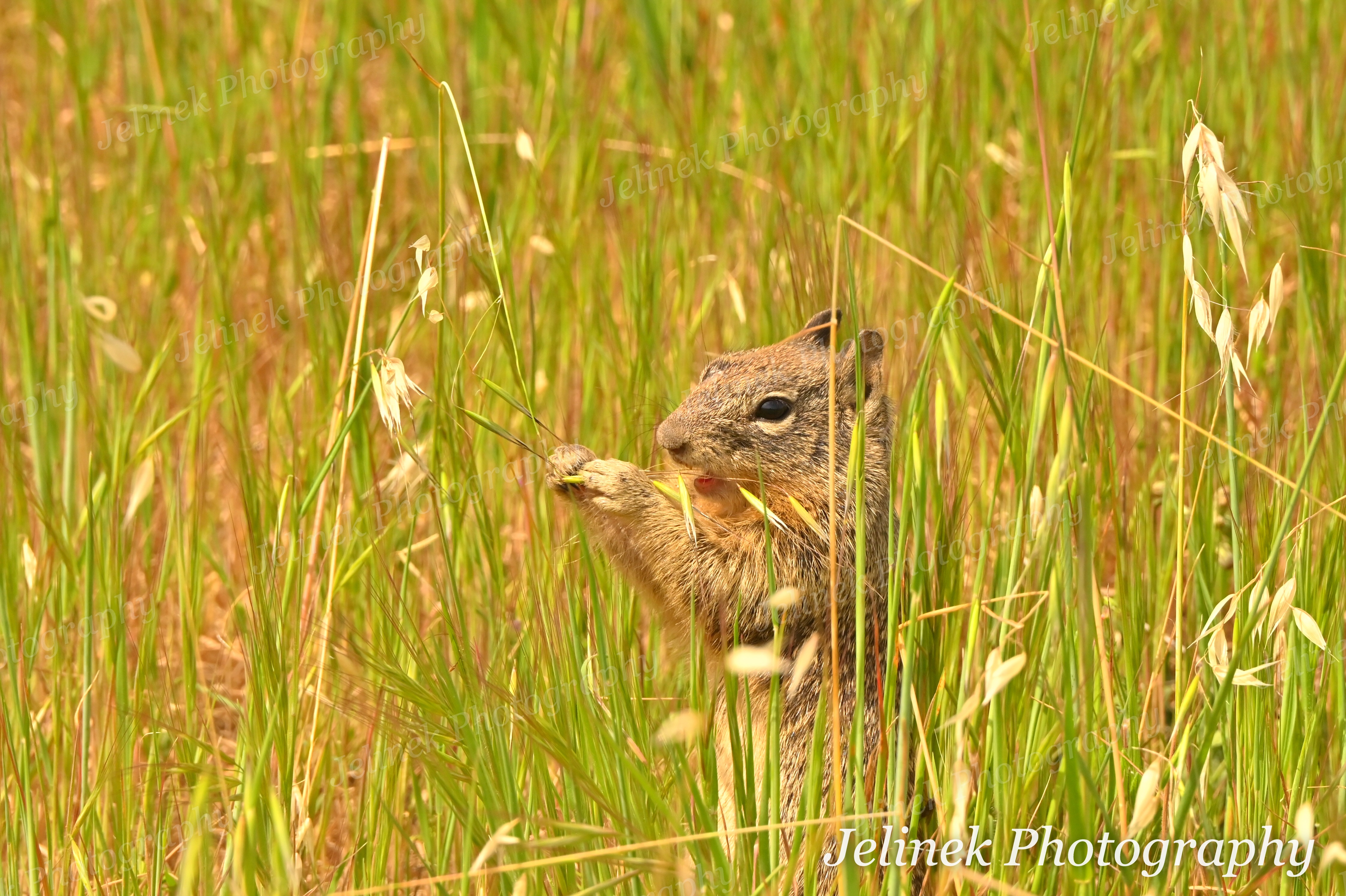 California Ground Squirrel #13