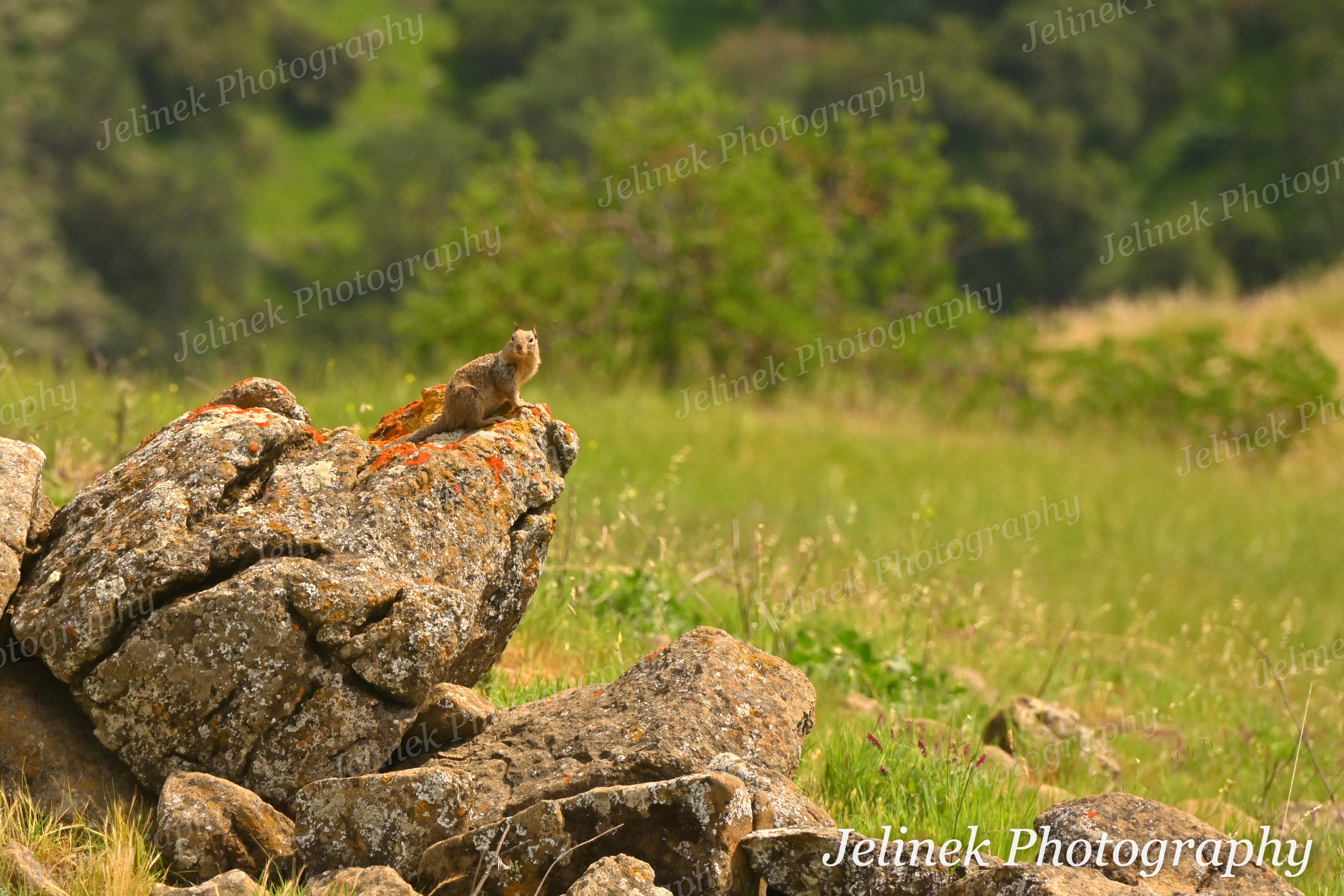 California Ground Squirrel #10