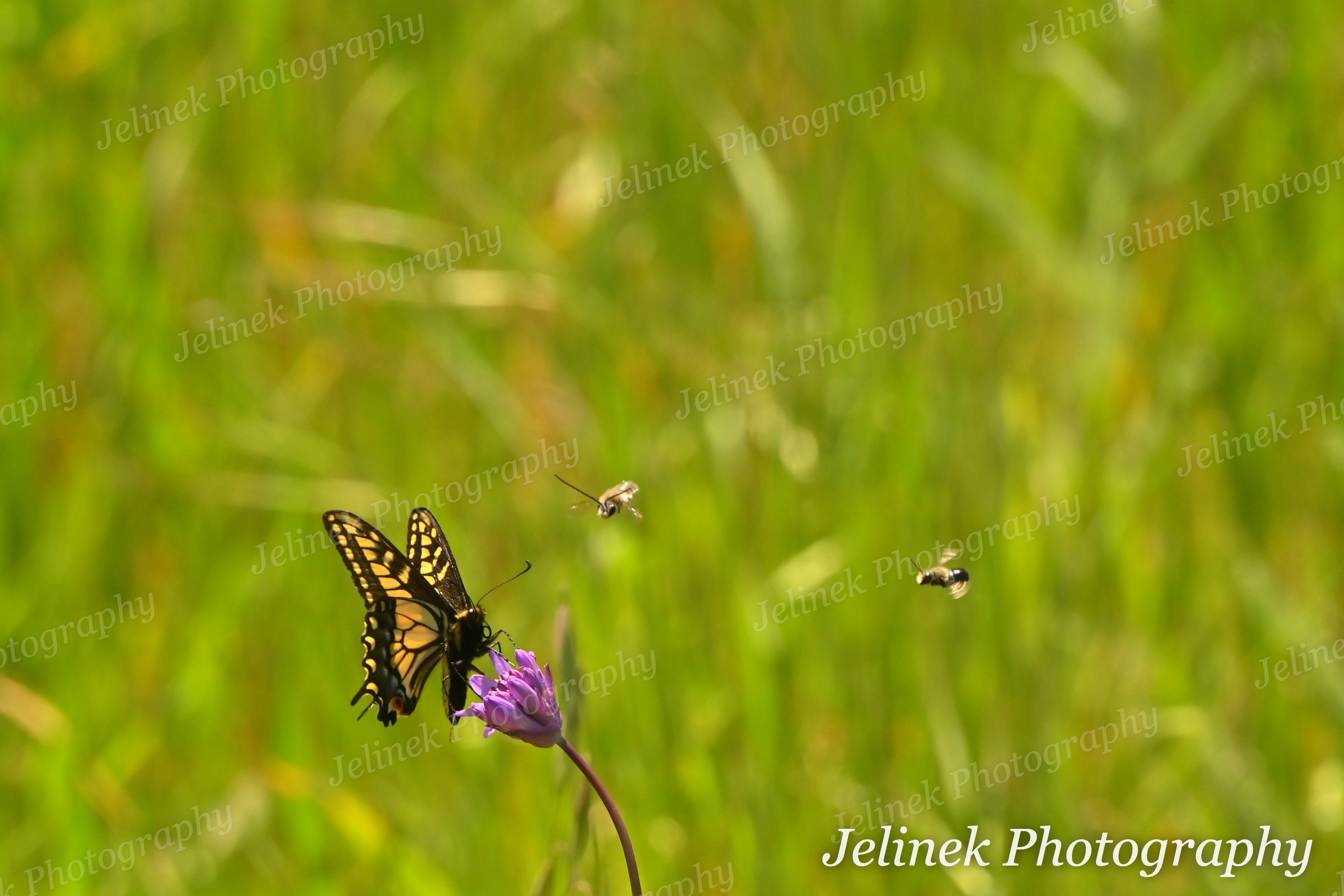 Anise Swallowtail #2