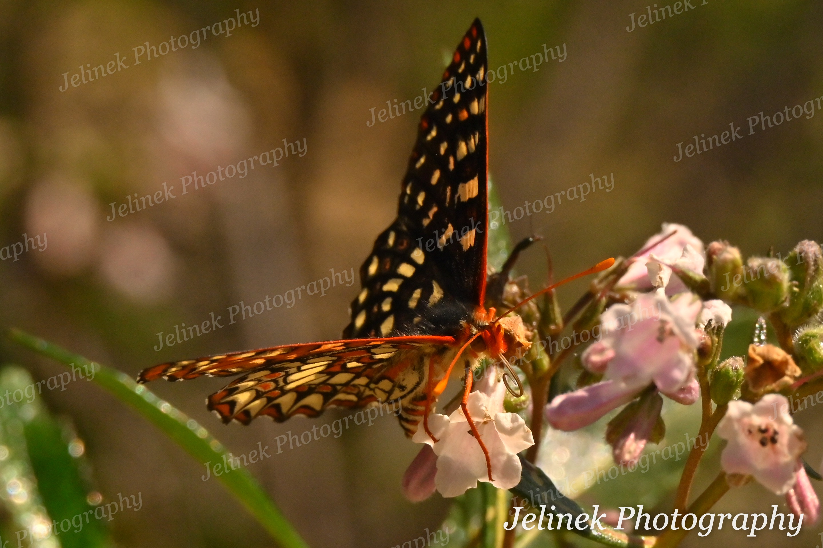 Butterflies