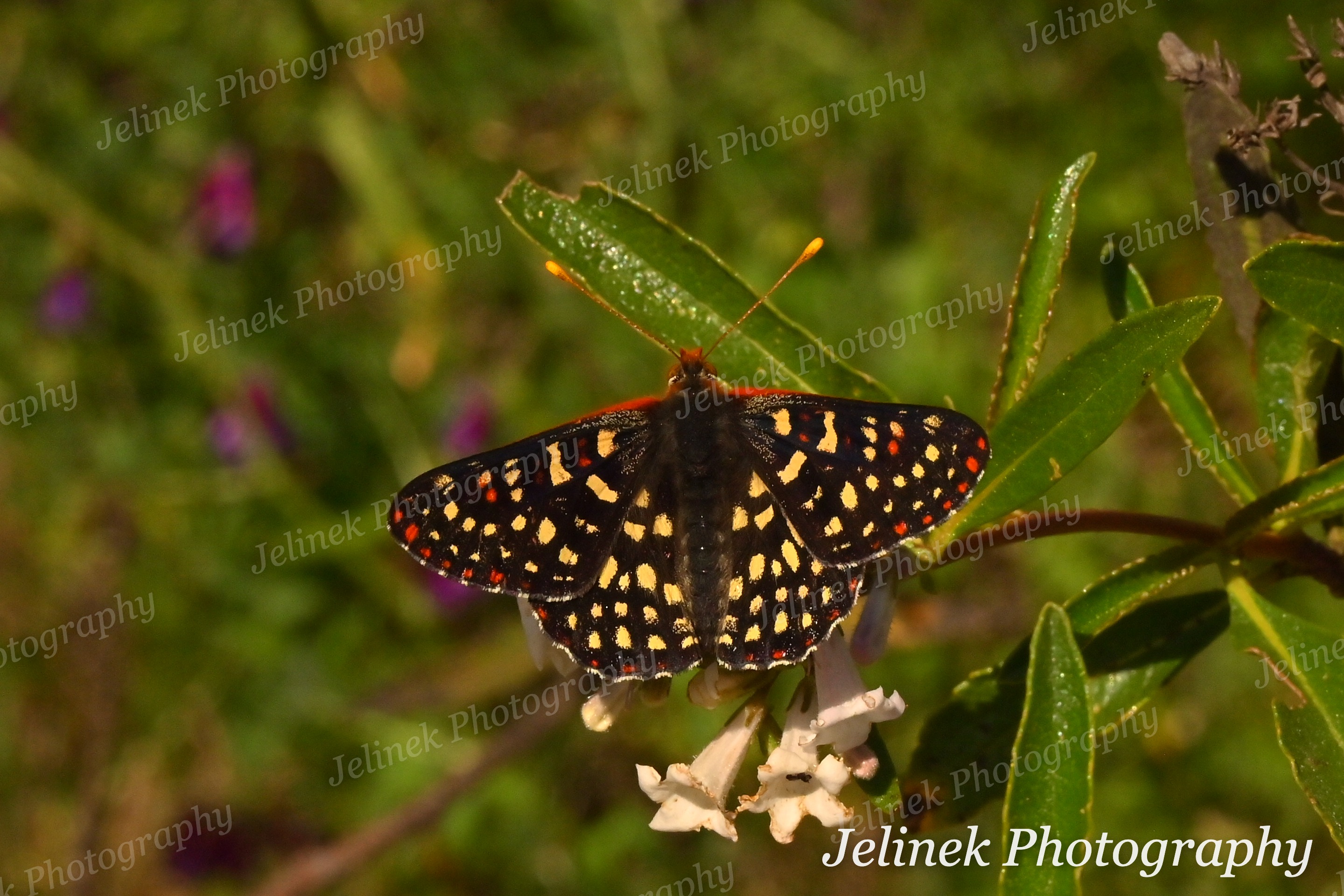 Variable Checkerspot #3