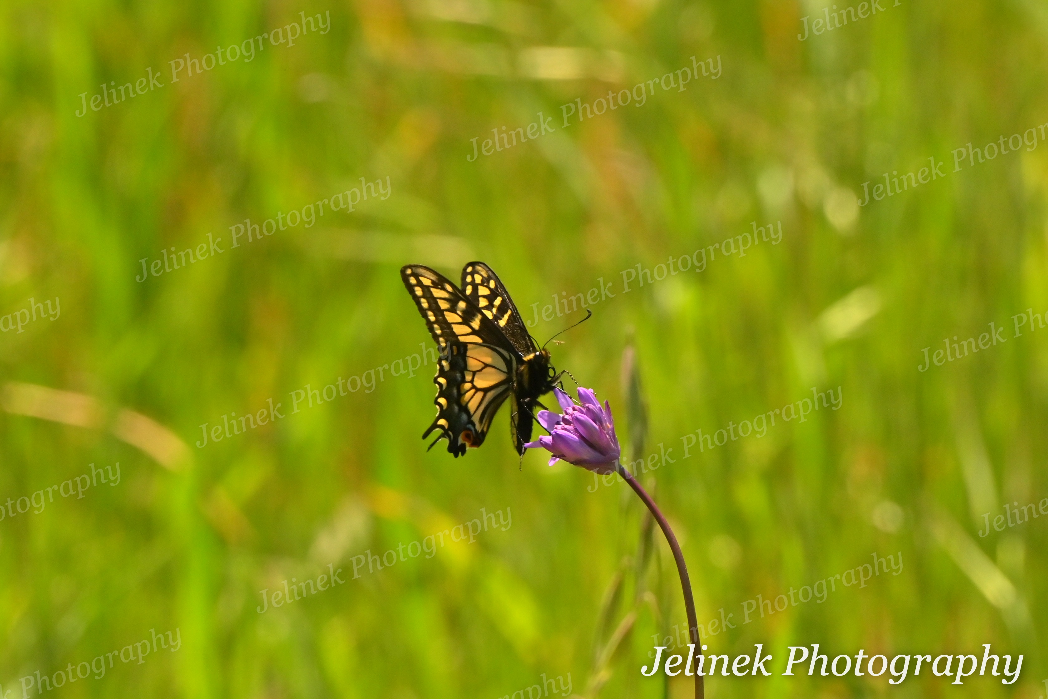 Anise Swallowtail #1