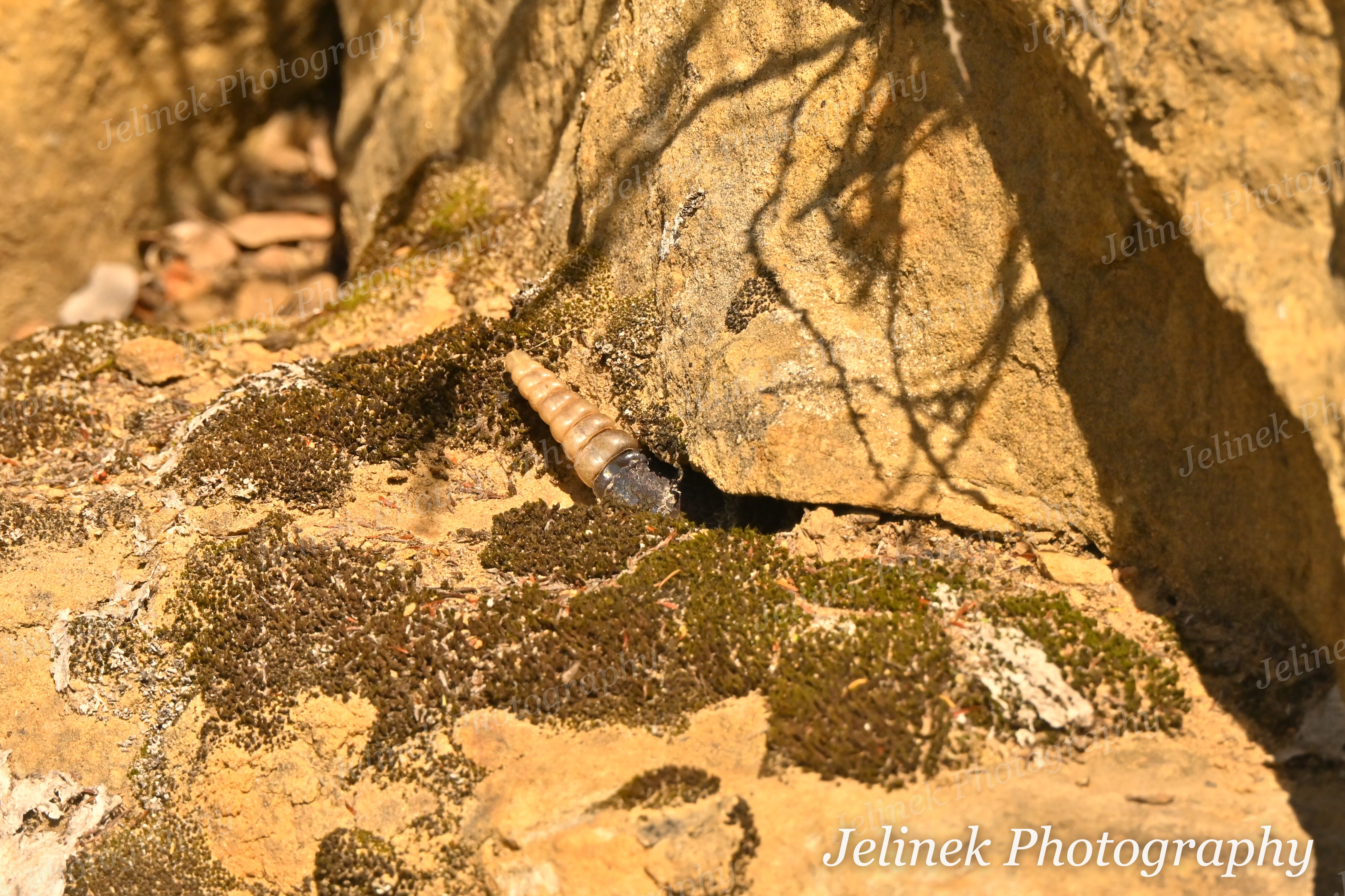 Northern Pacific Rattlesnake #5