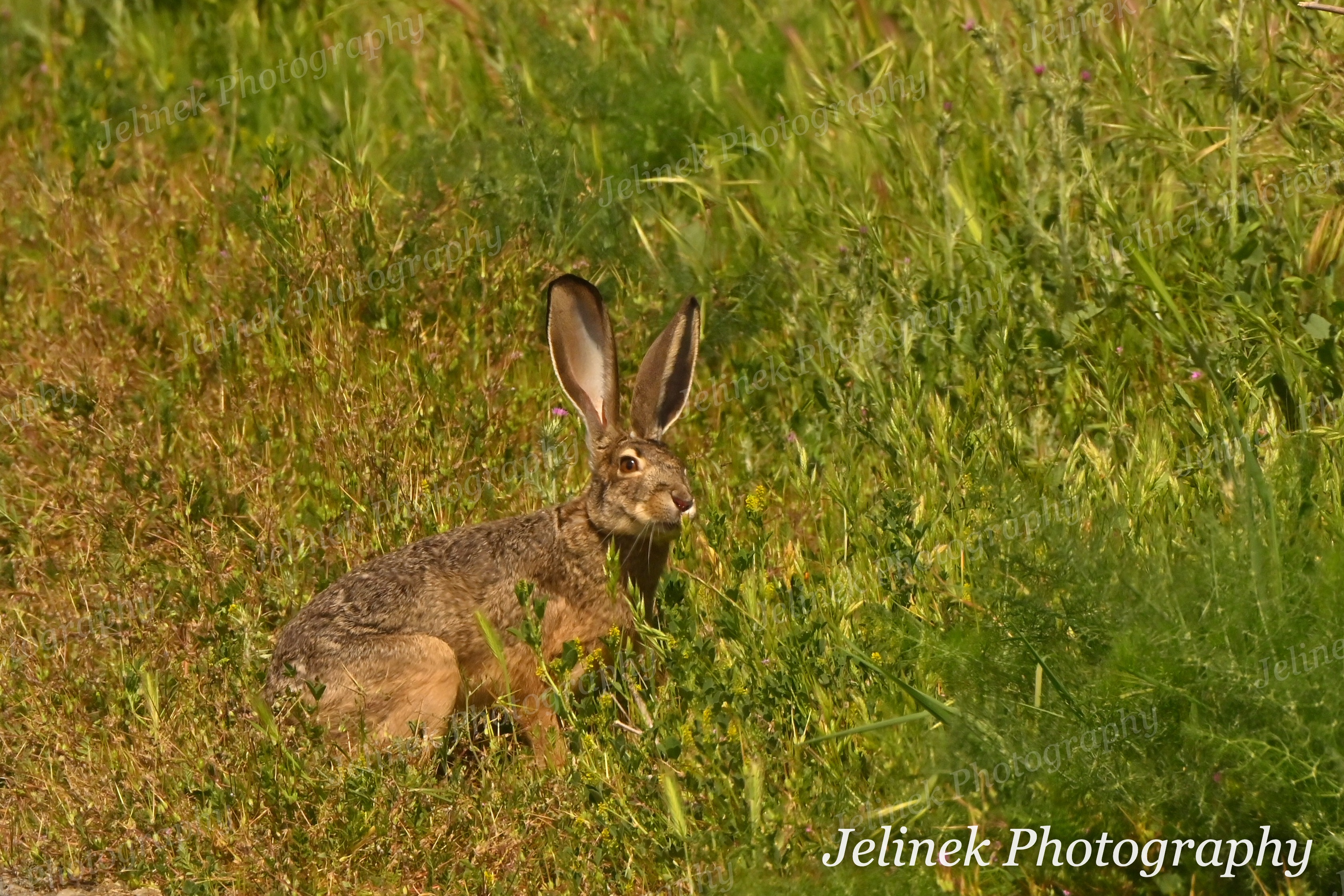 Black-Tailed Jack Rabbit