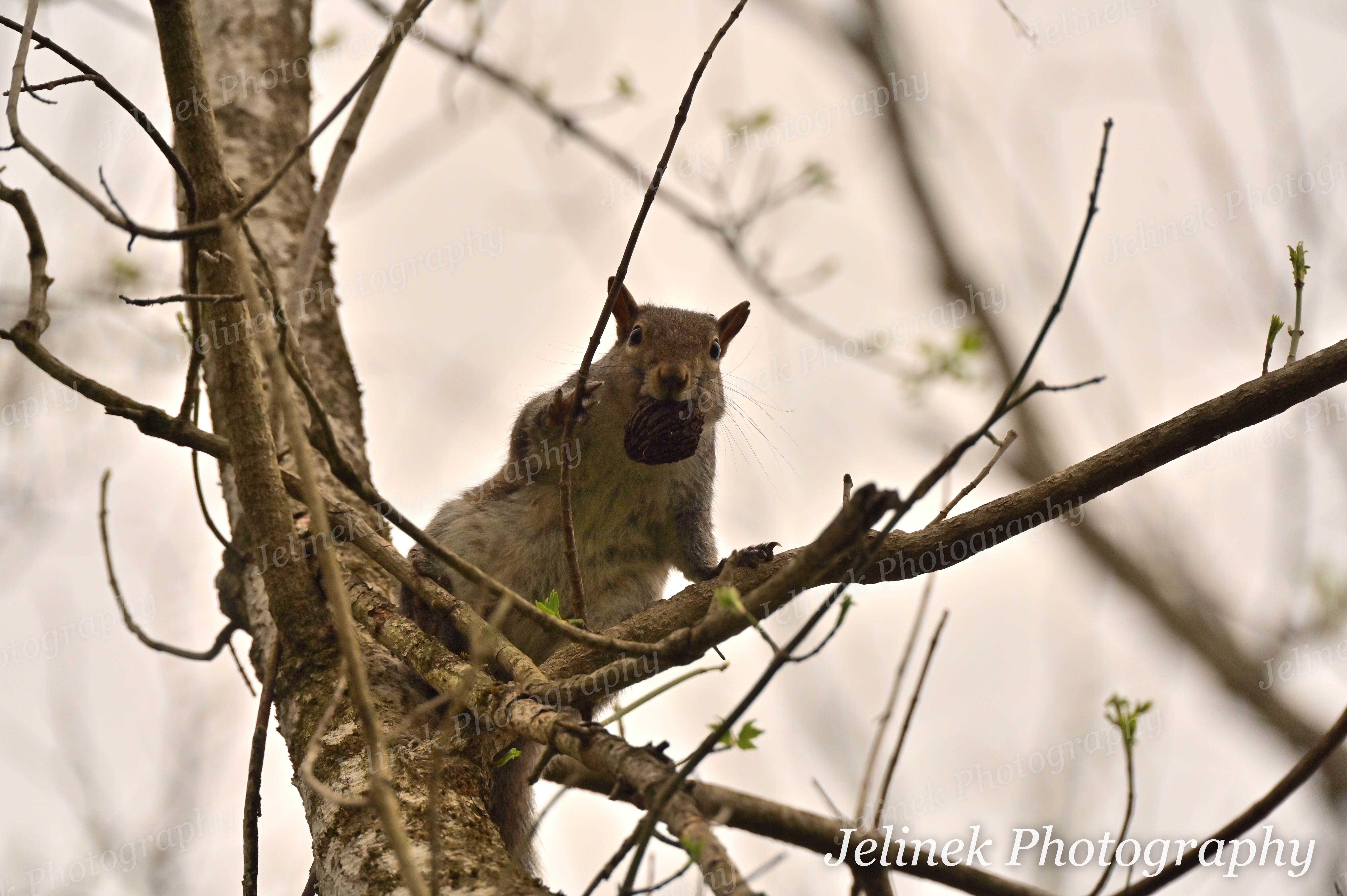 Eastern Gray Squirrel #3