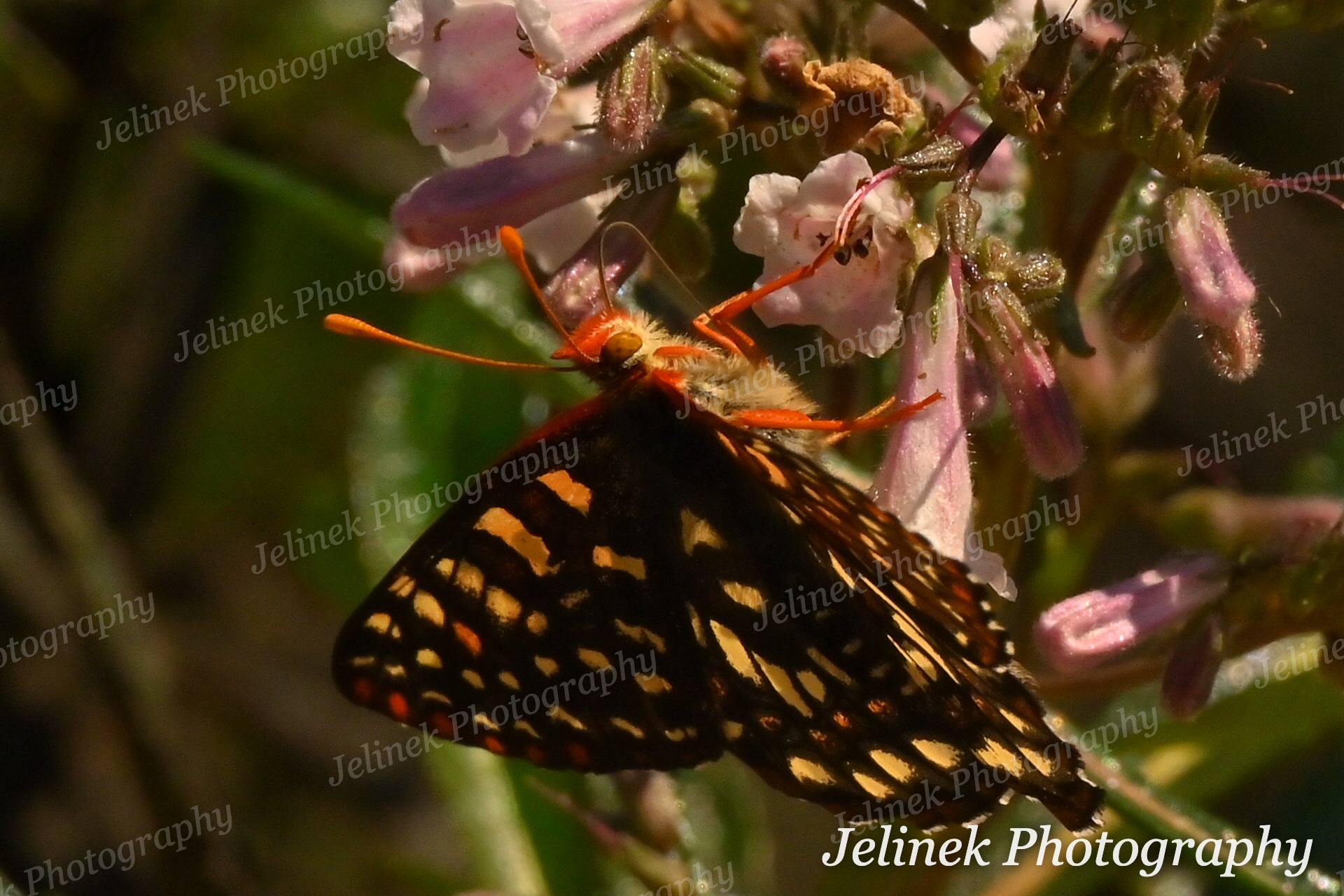 Variable Checkerspot #6