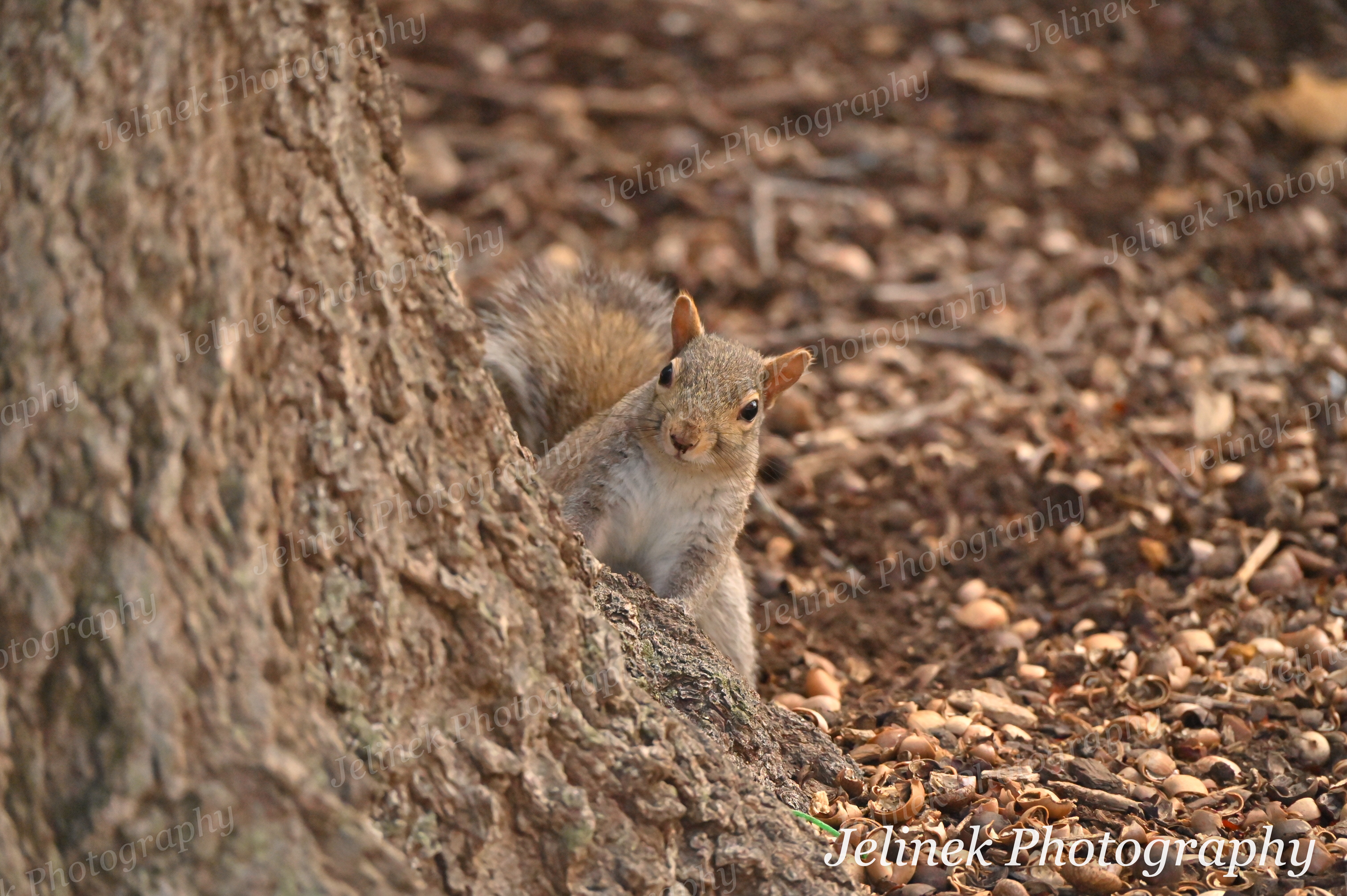 Eastern Gray Squirrel