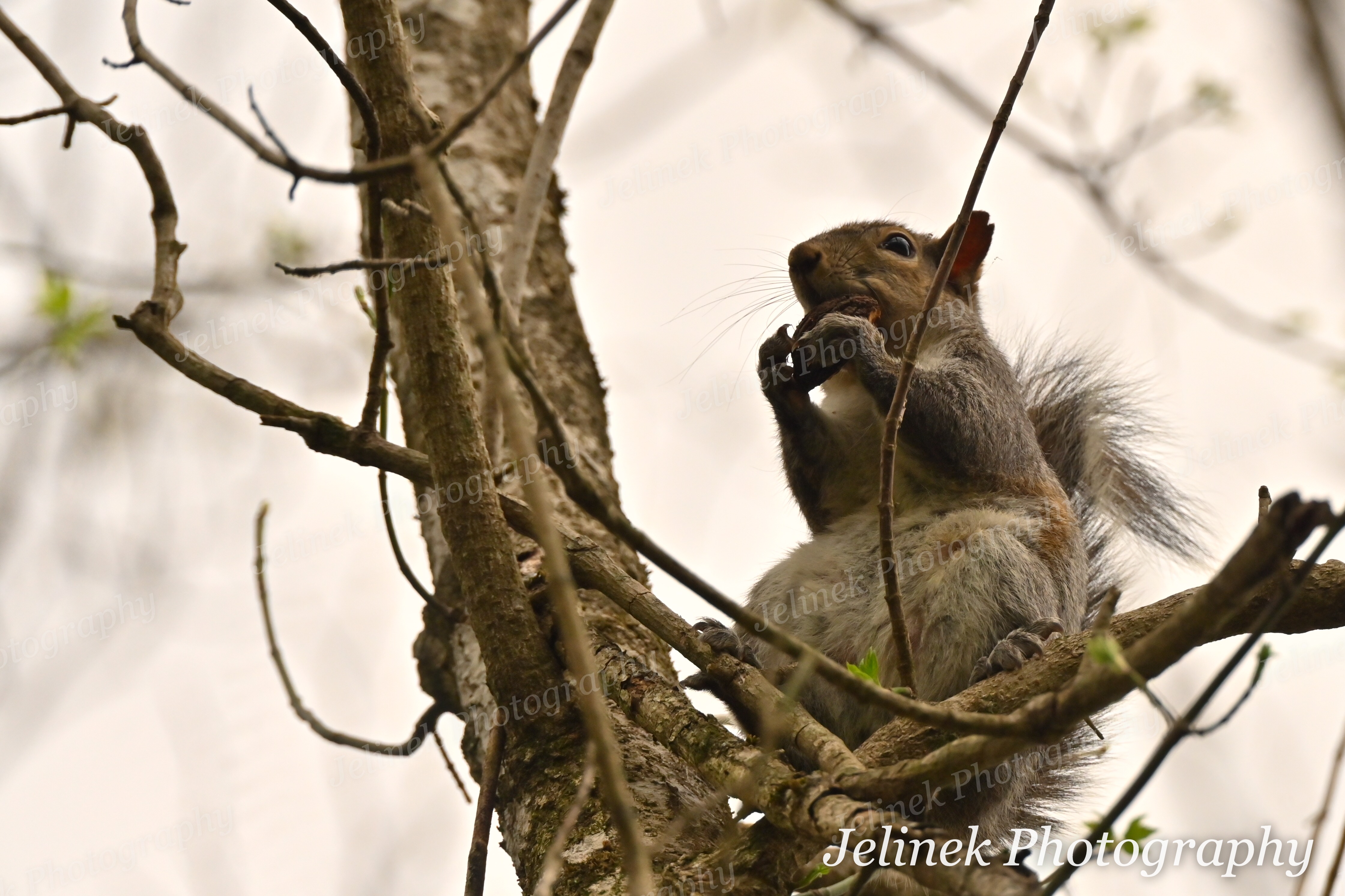 Eastern Gray Squirrel #2