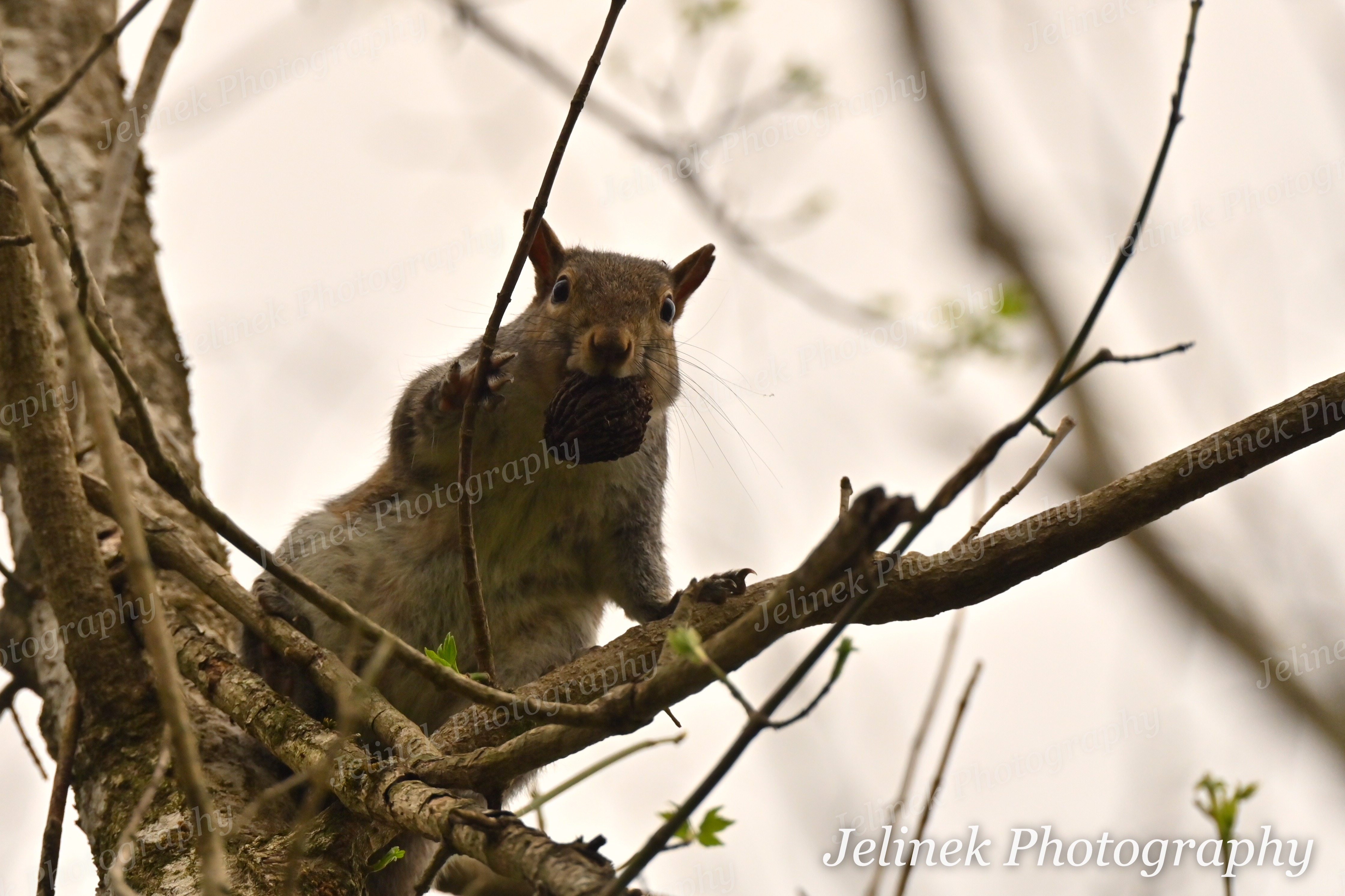 Eastern Gray Squirrel #4