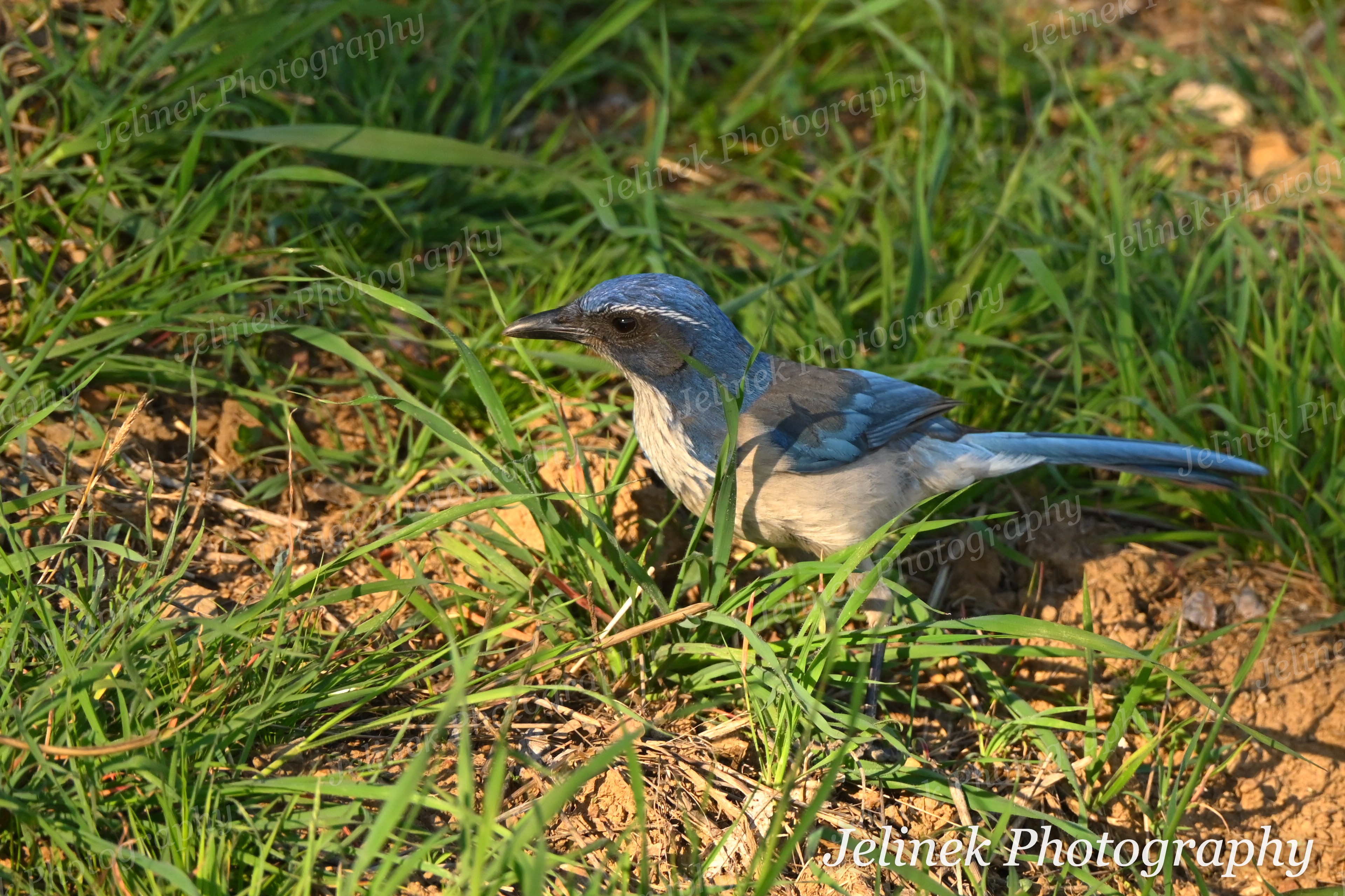 California Scrub Jay